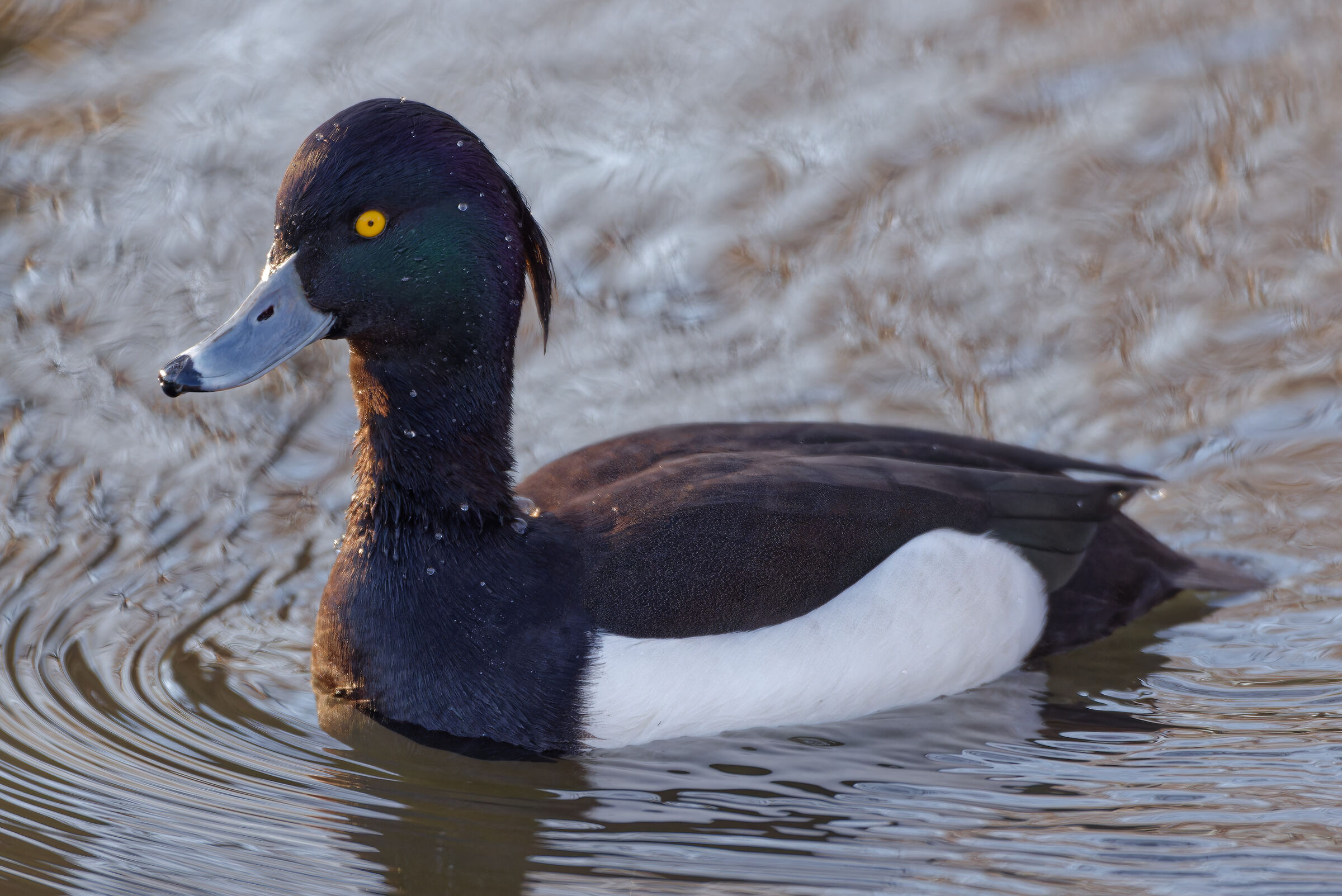 Aythya fuligula - Duck