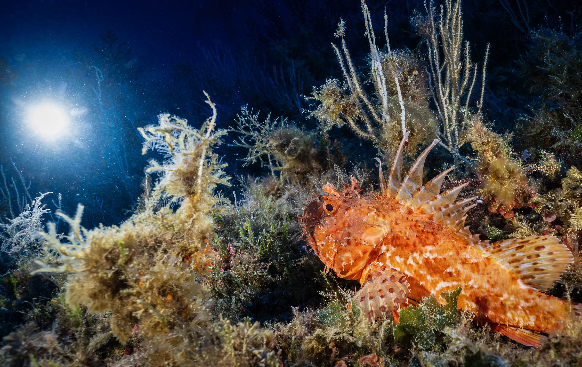 Scorpaena scrofa
