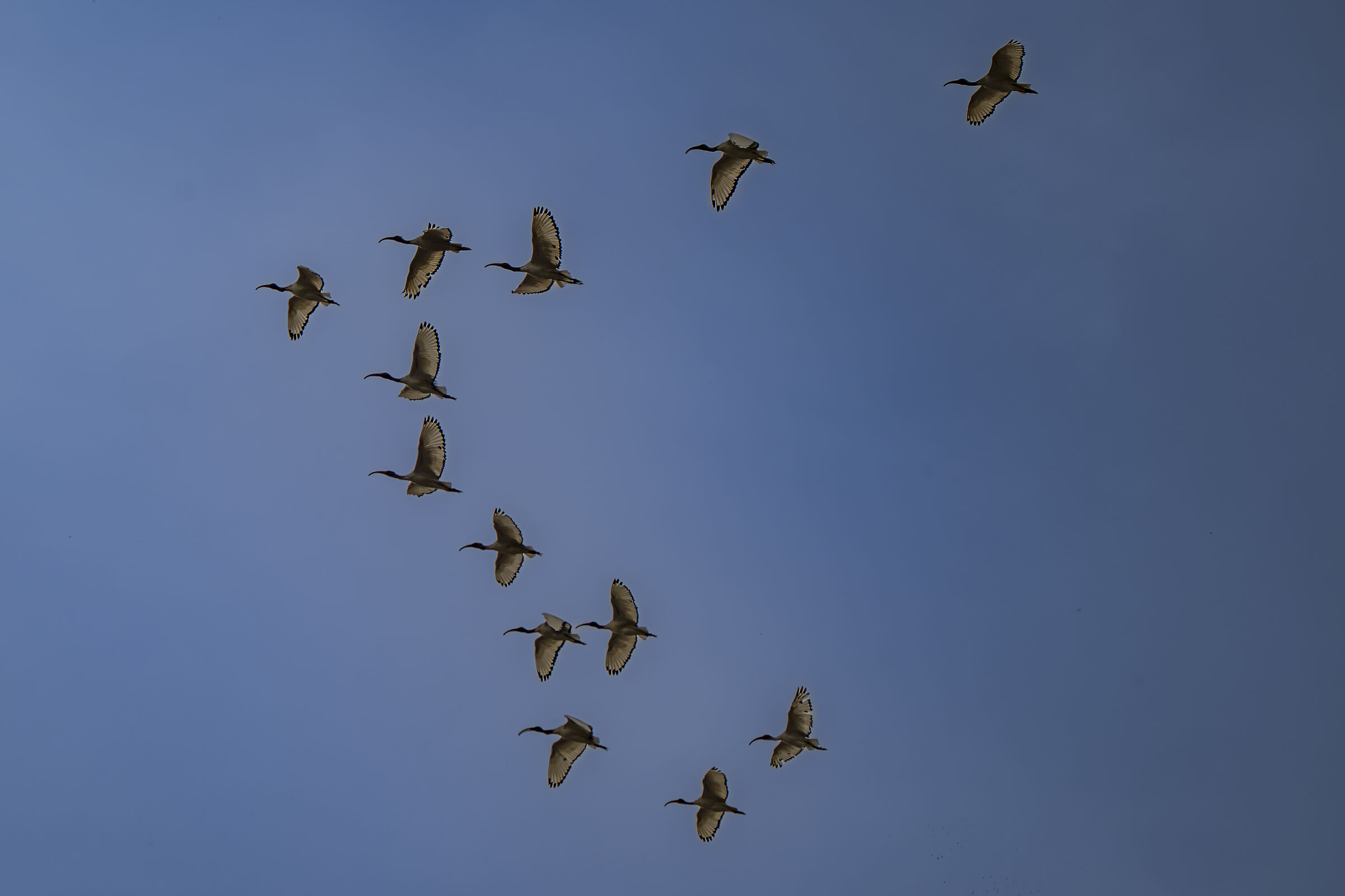 Ibis sacri in formazione