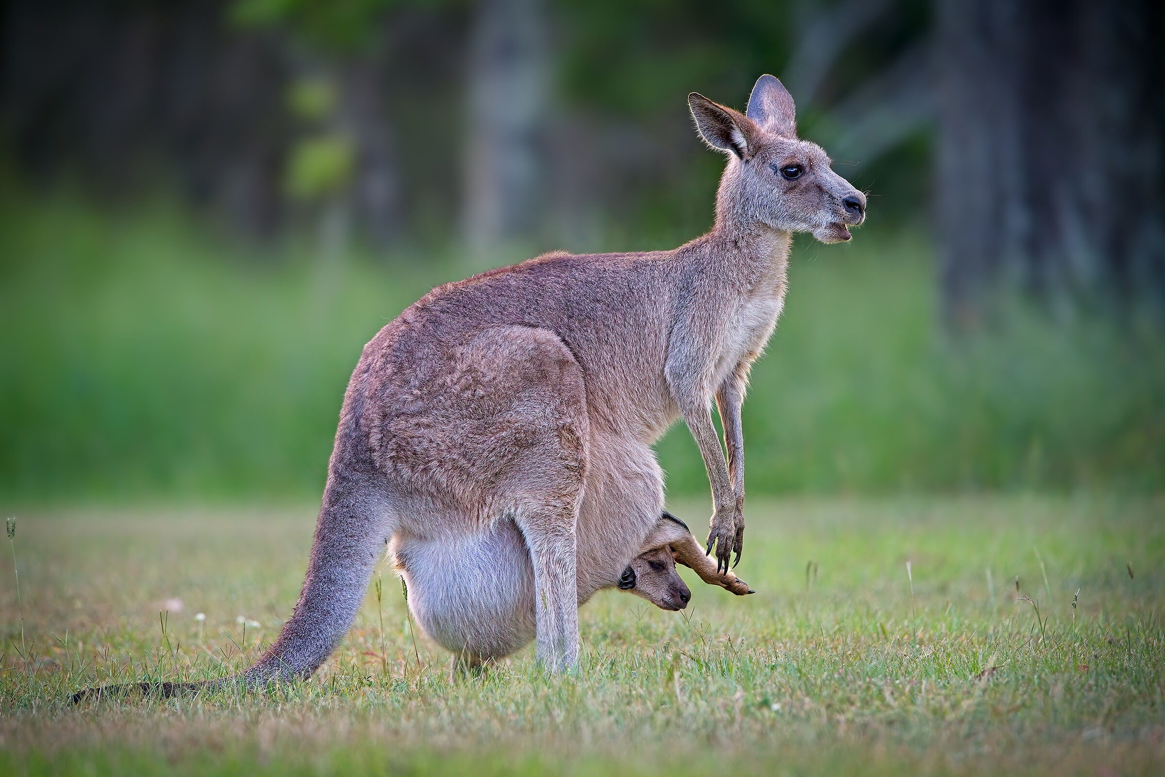Wallaby di Bennet