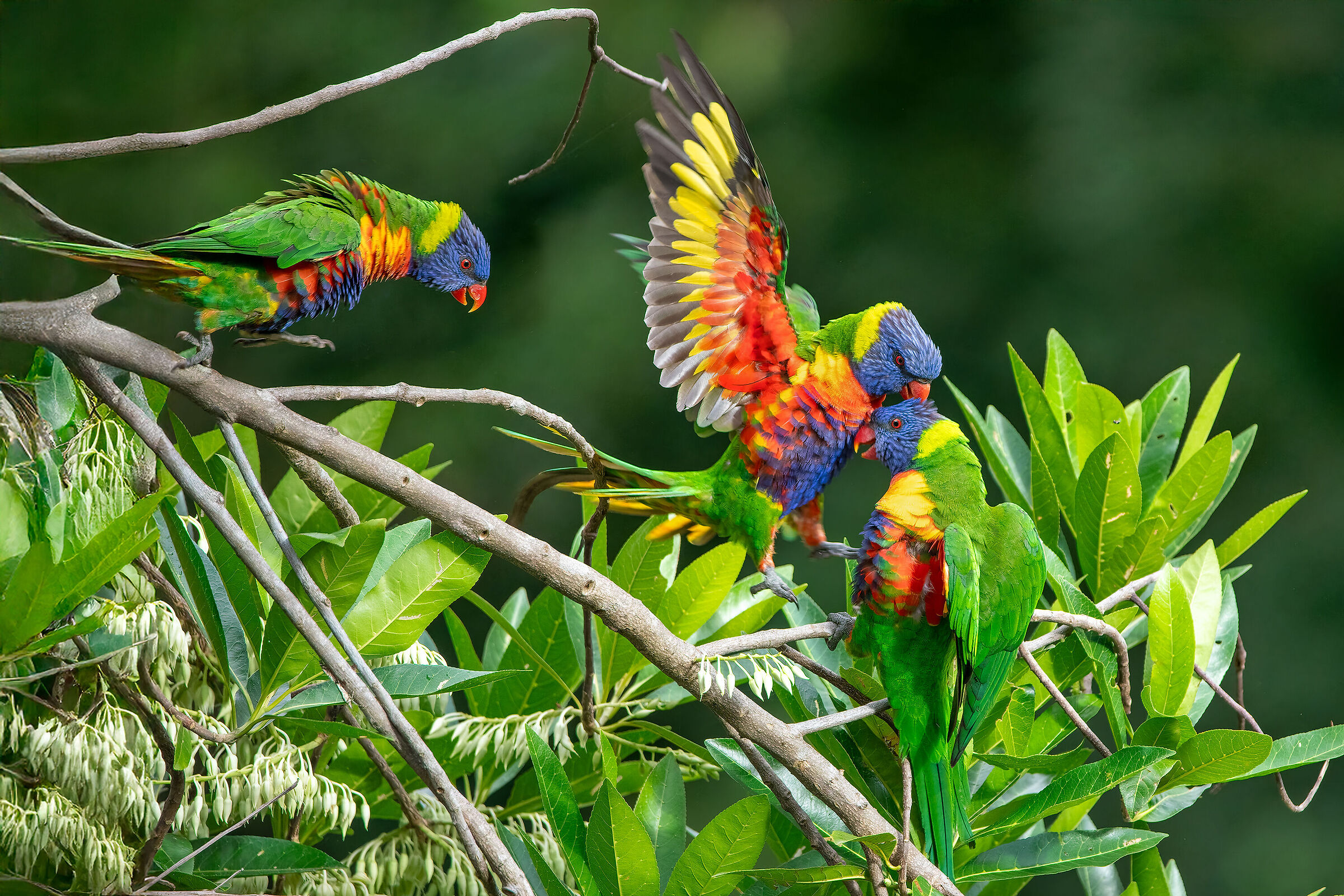 Lorichetto arcobaleno - Trichoglossus moluccanus