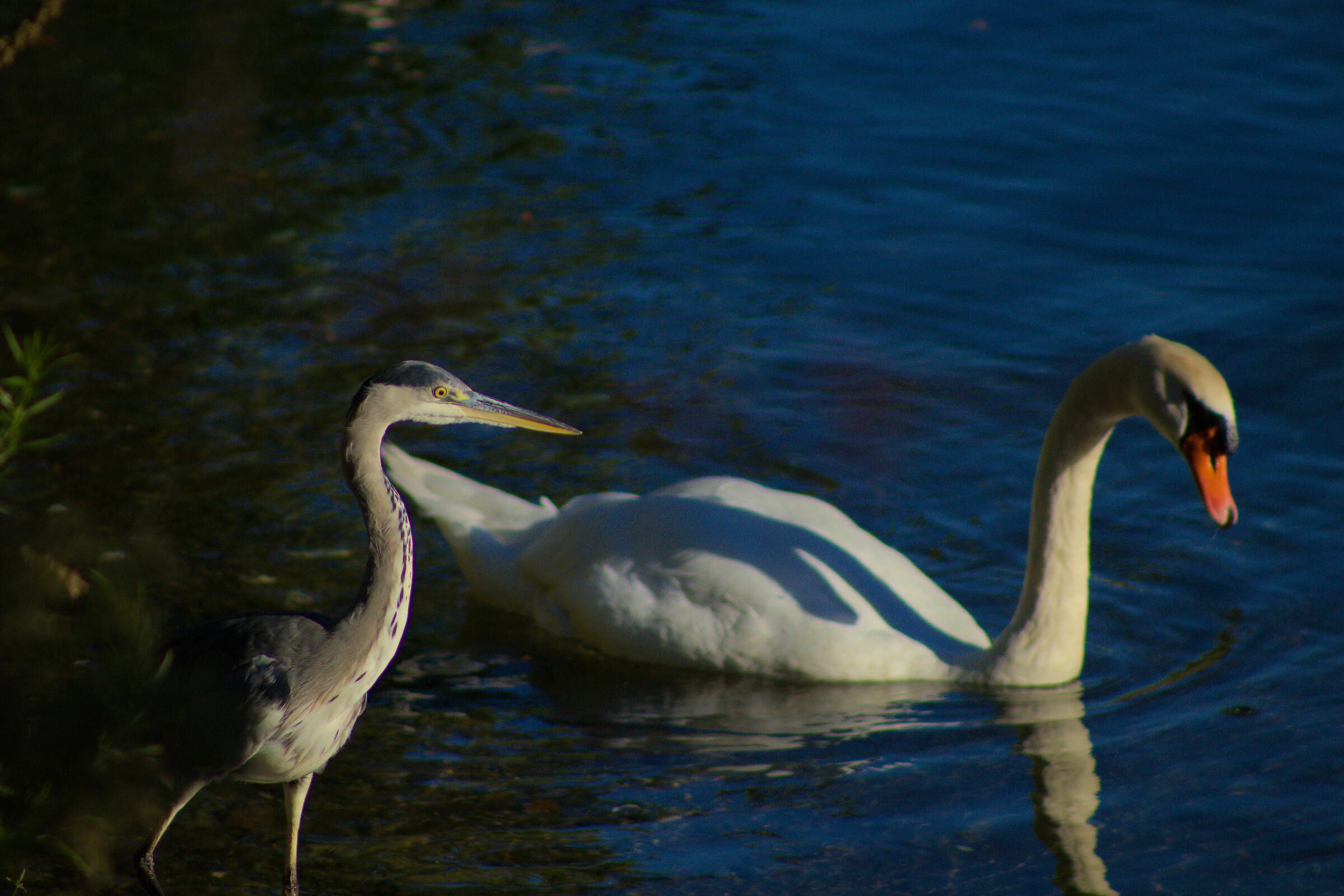 the guardians of the lake