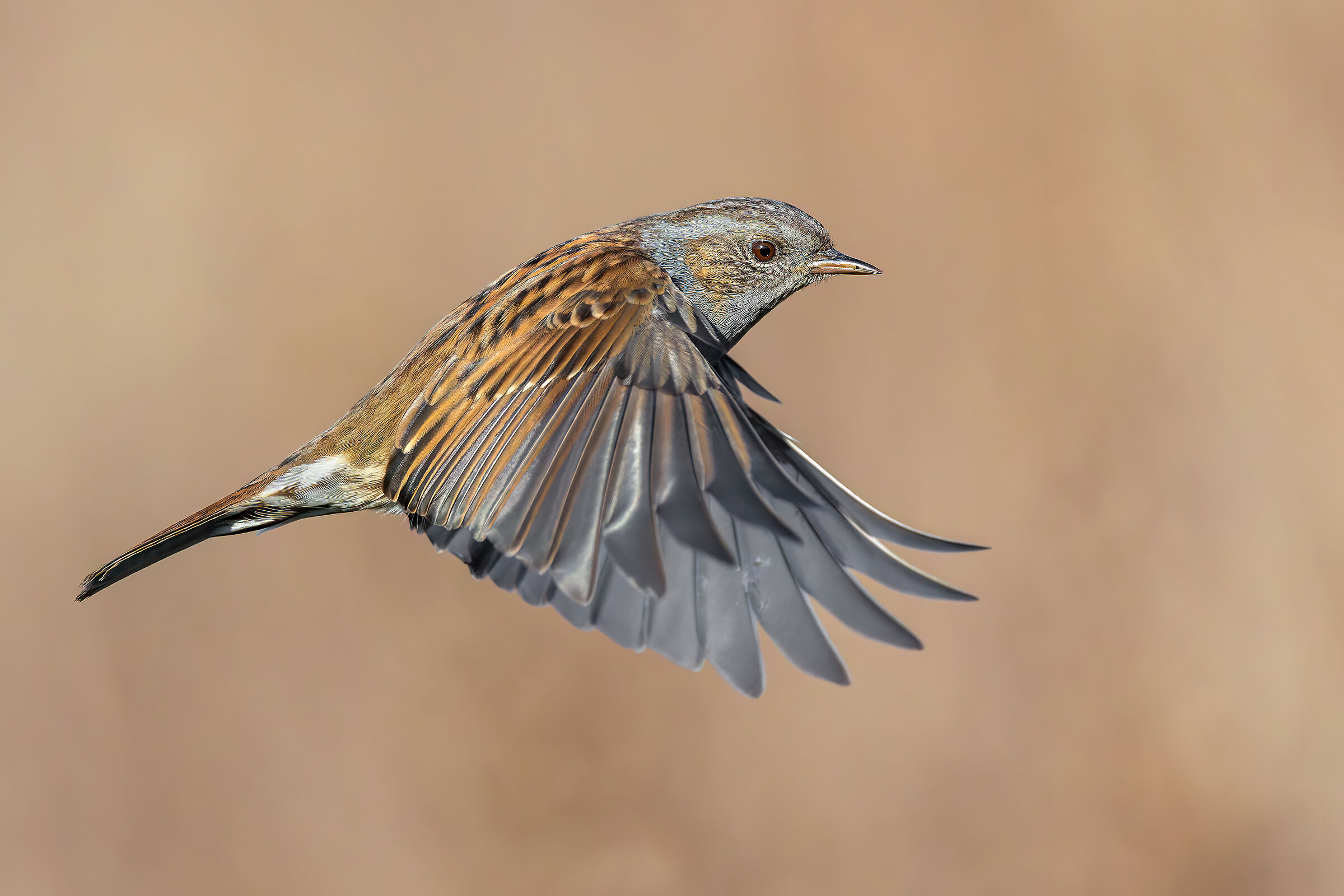 Sparrow Scopaiola
