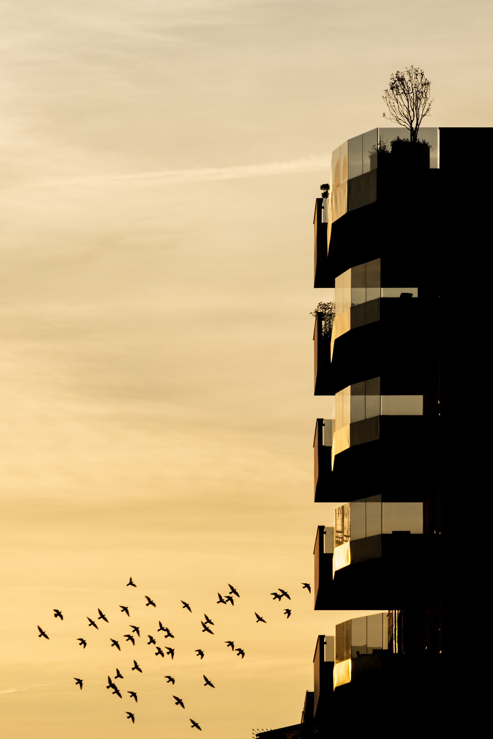 ... Pescara - Backlight