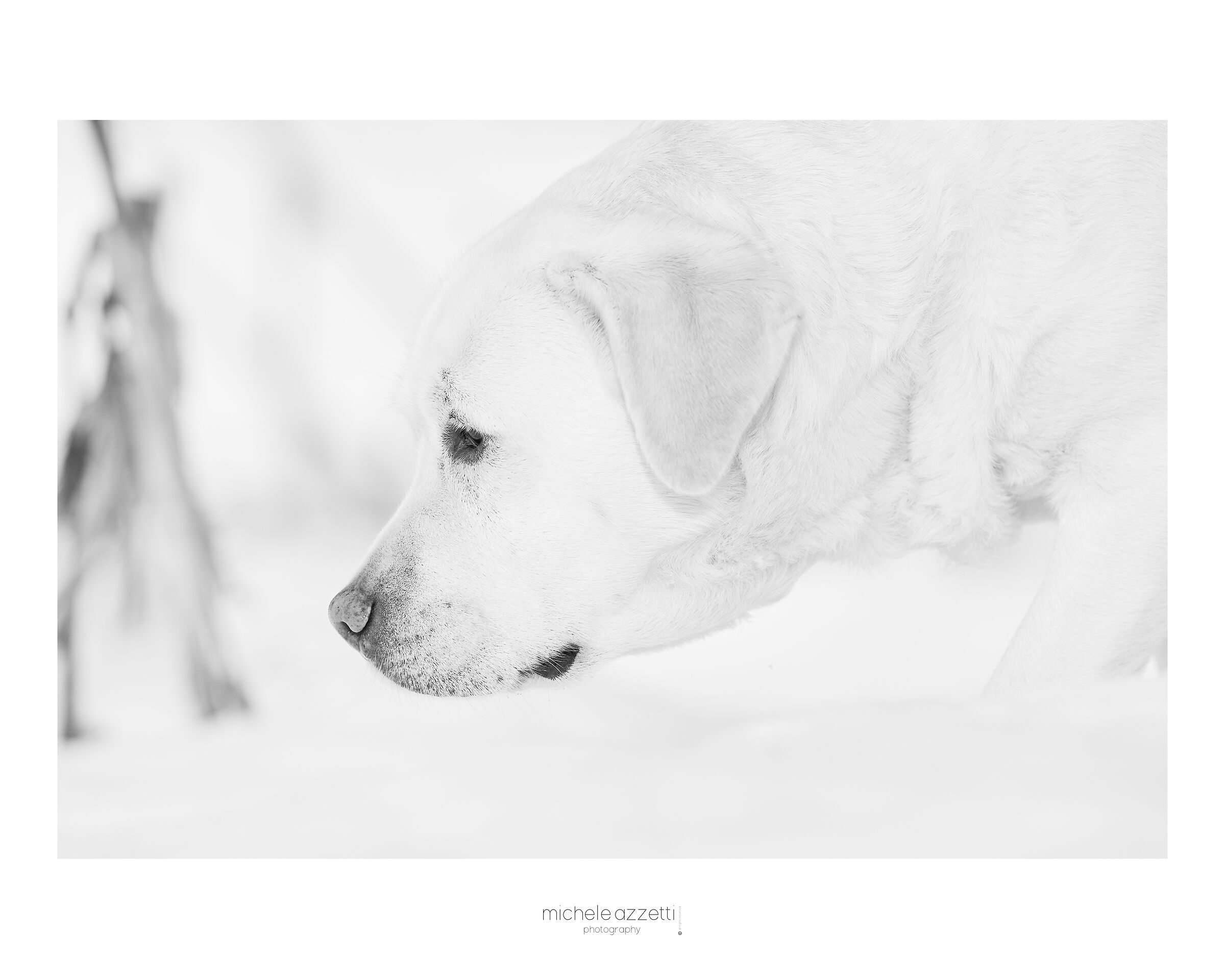 Martina