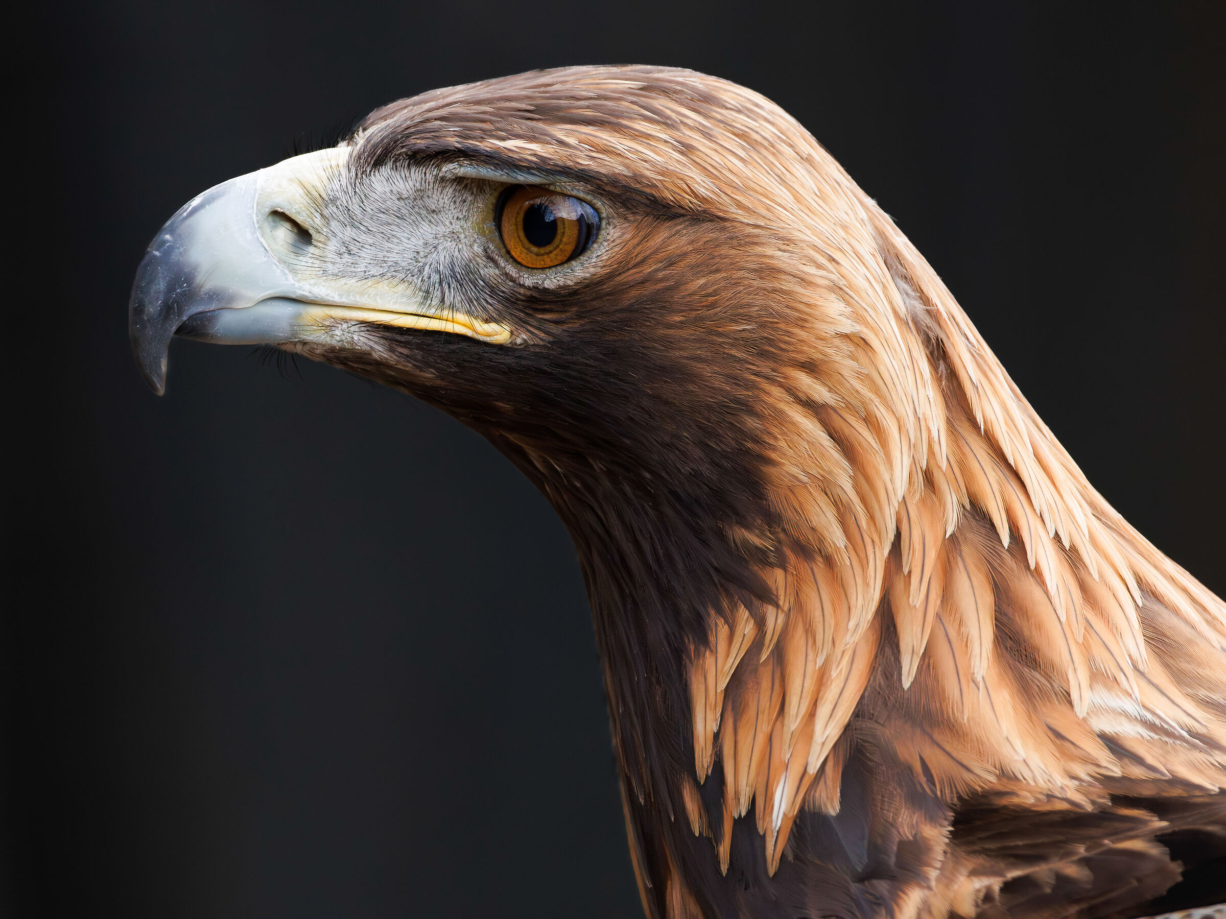 Aquila reale