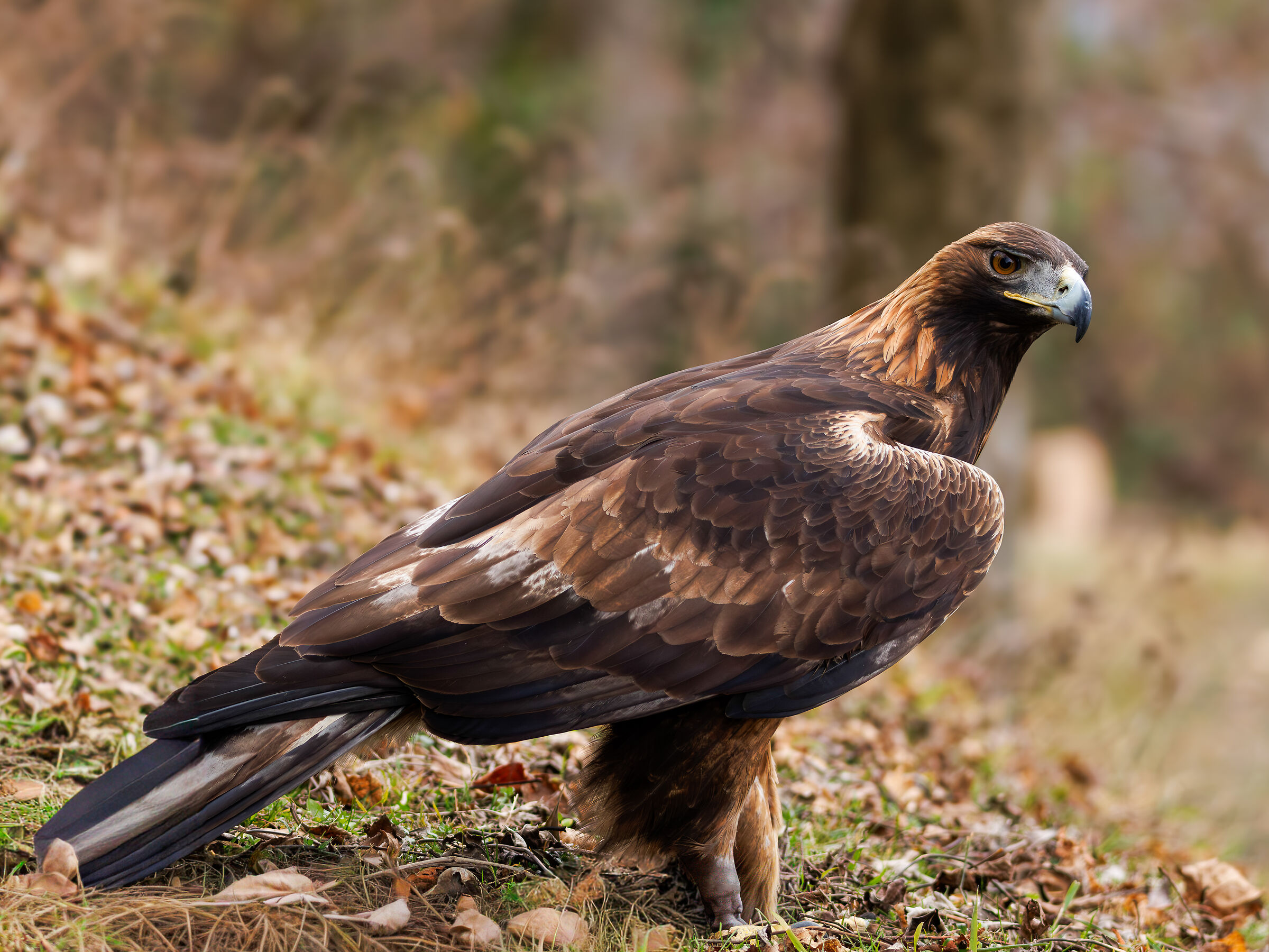 Aquila reale