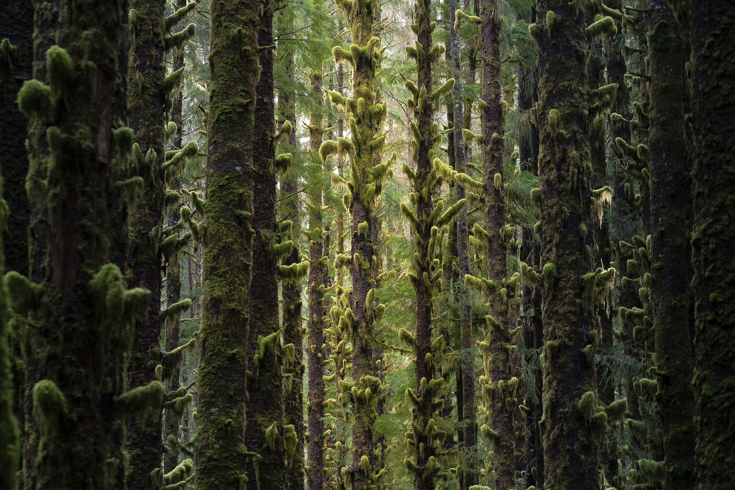 Olympic National Park