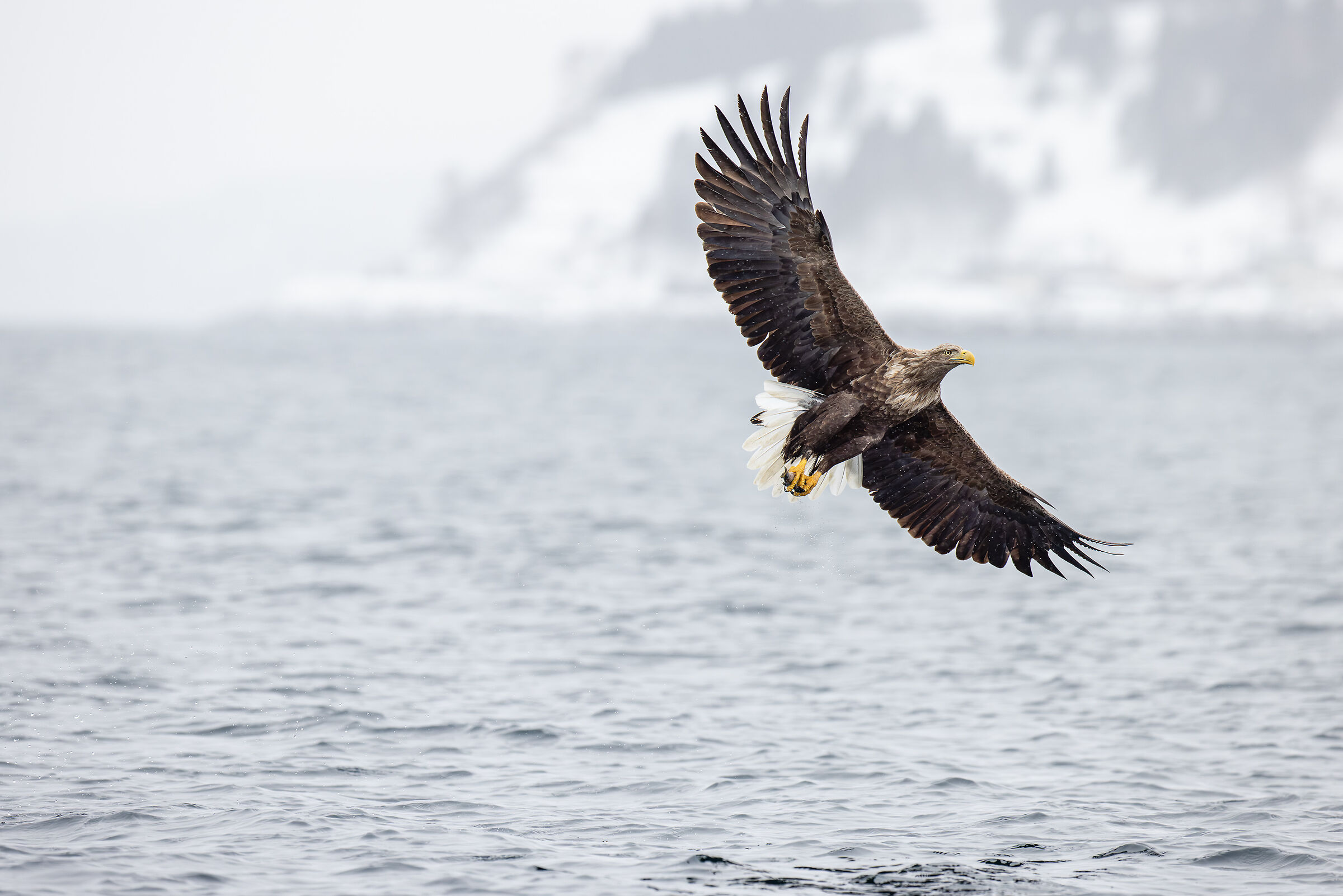 2025 Inverno, Giappone Selvaggio