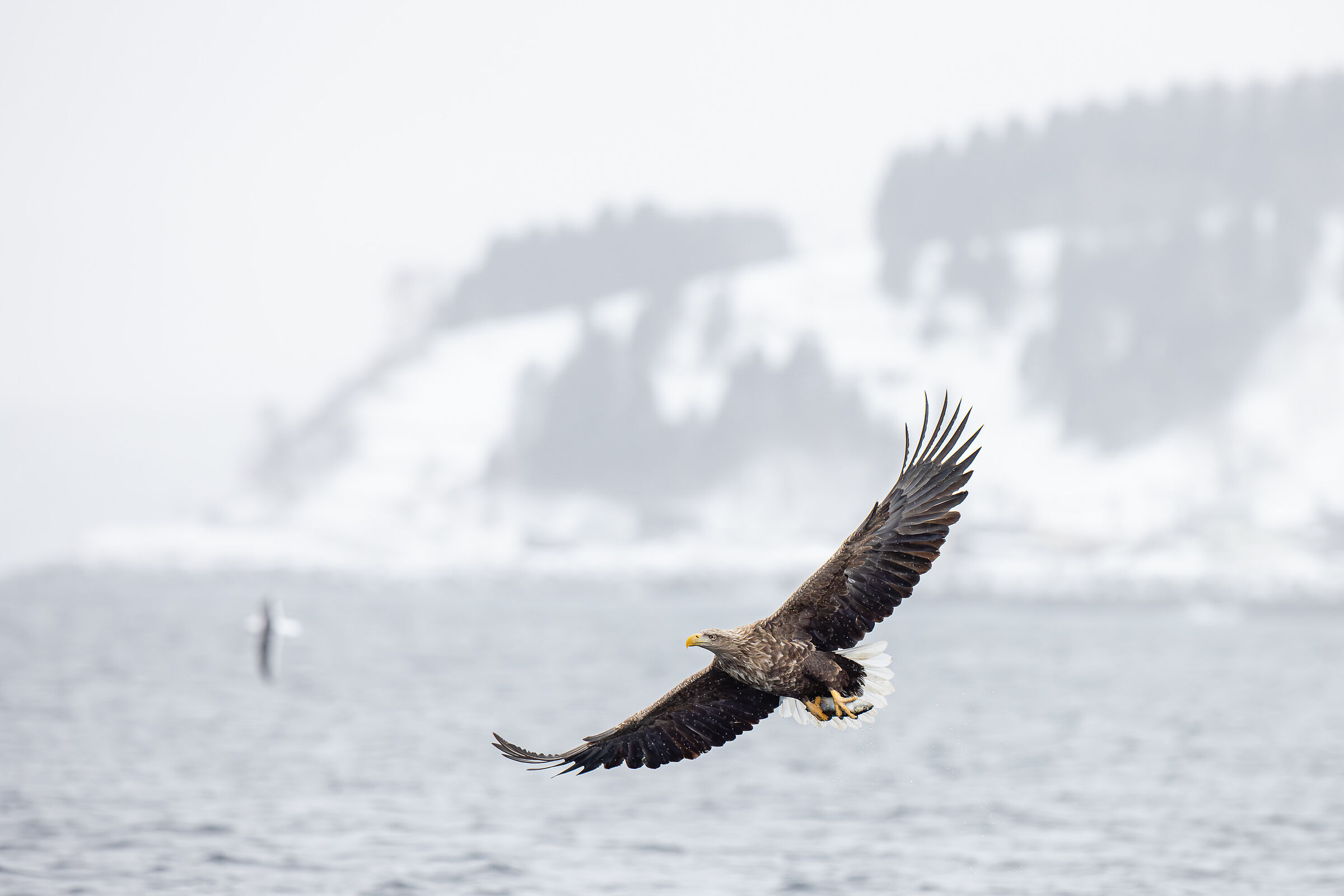 2025 Inverno, Giappone Selvaggio