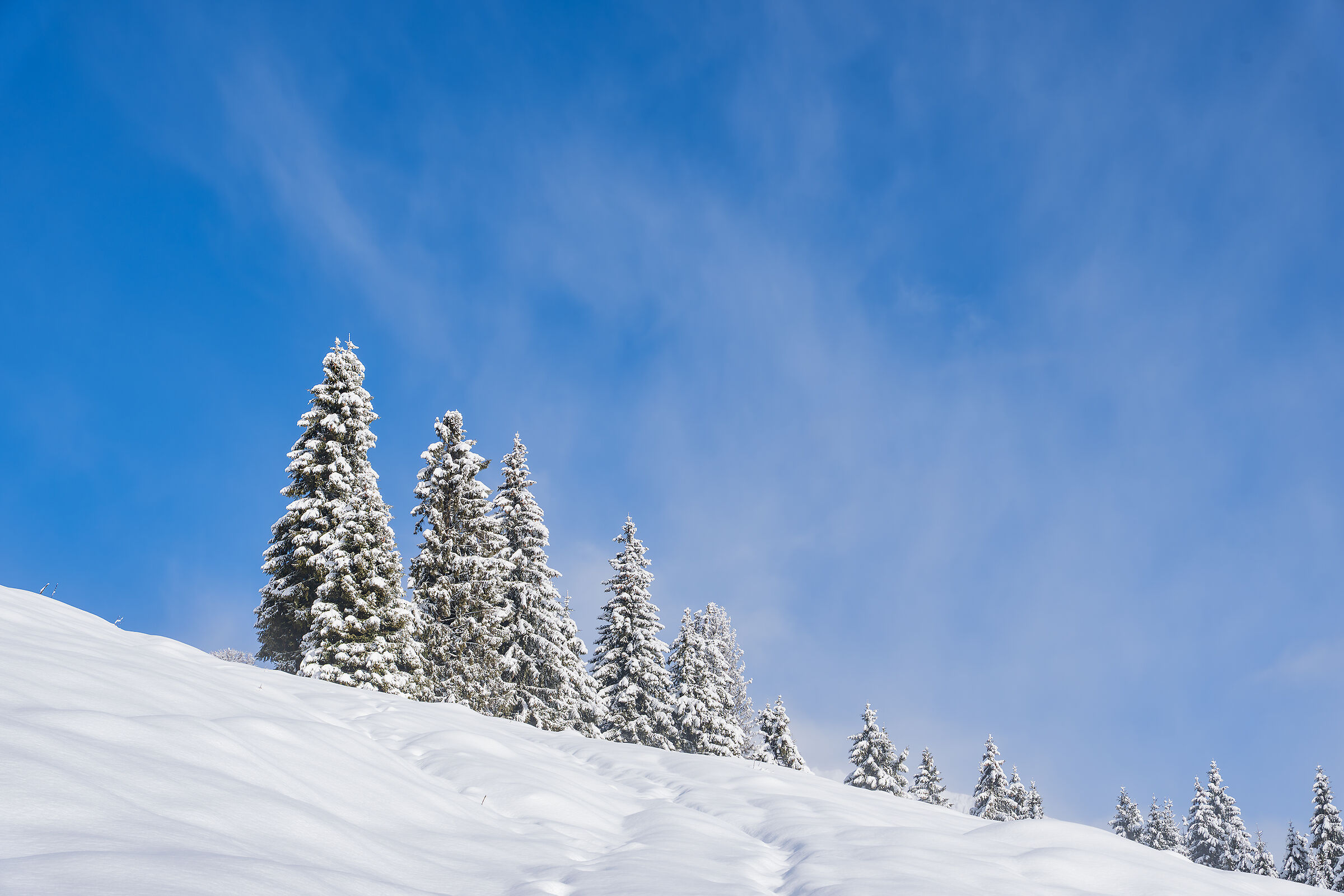 Snow-covered fir trees