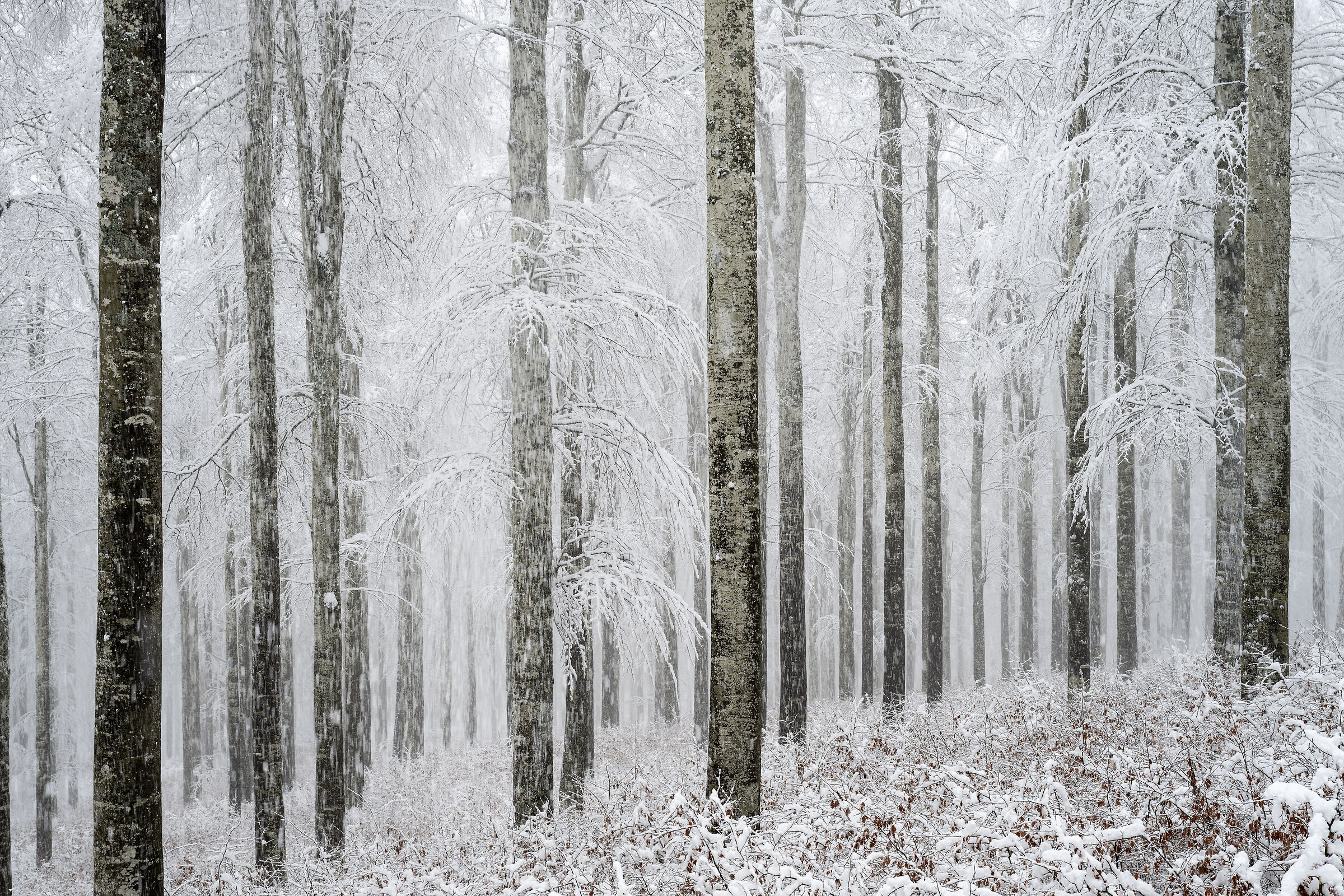 Snow in the woods