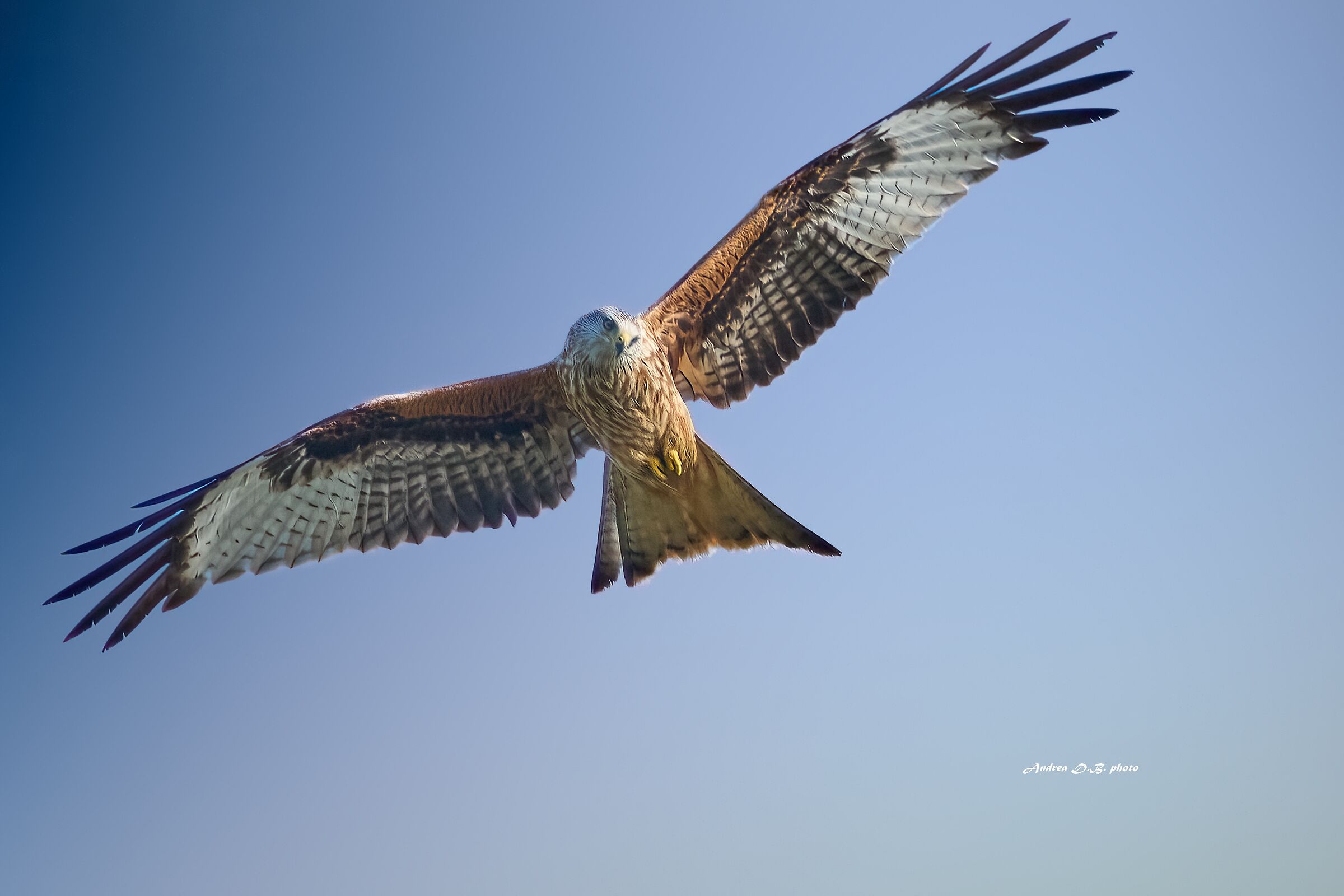 Red Kite