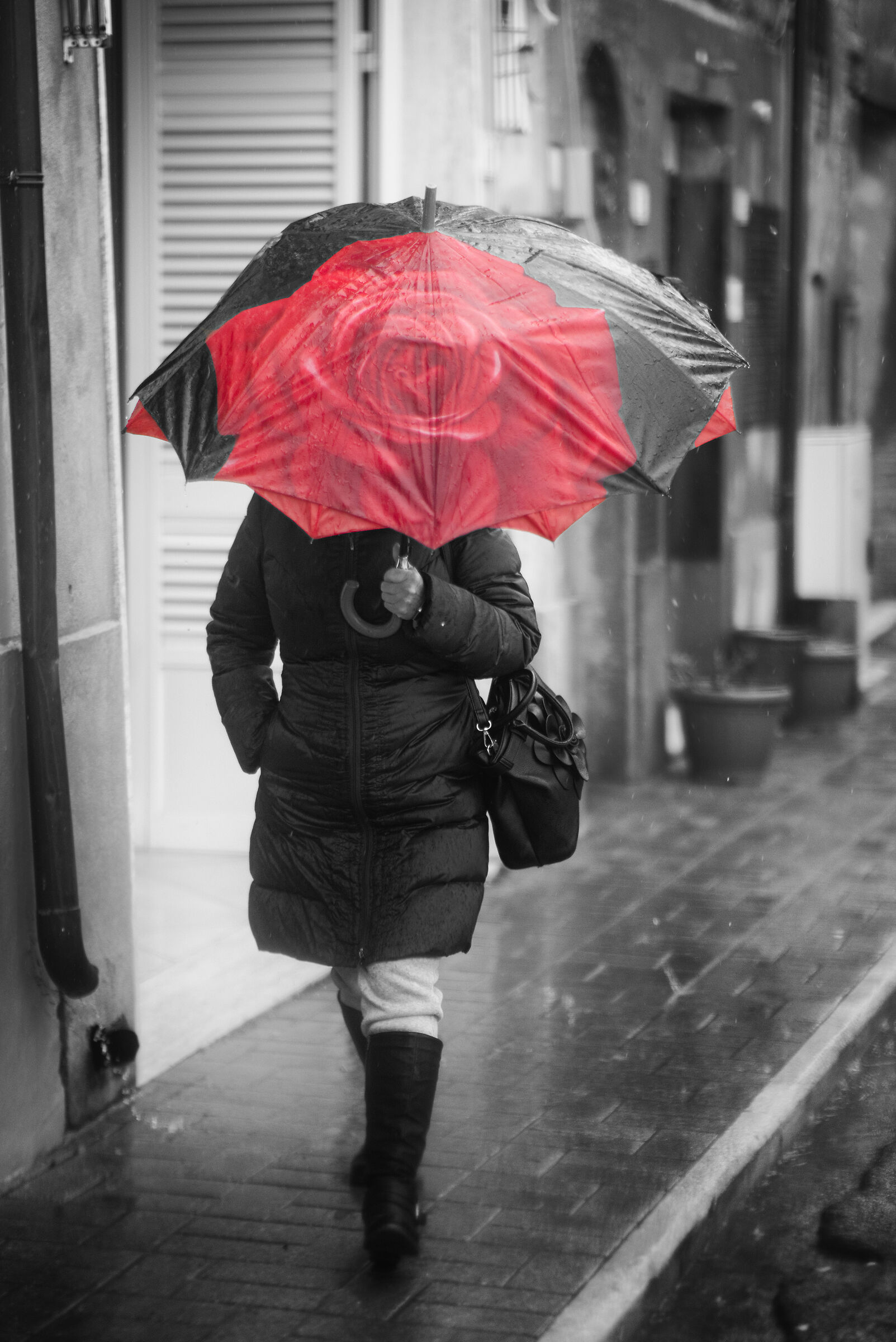 Rain Under a Red Rose
