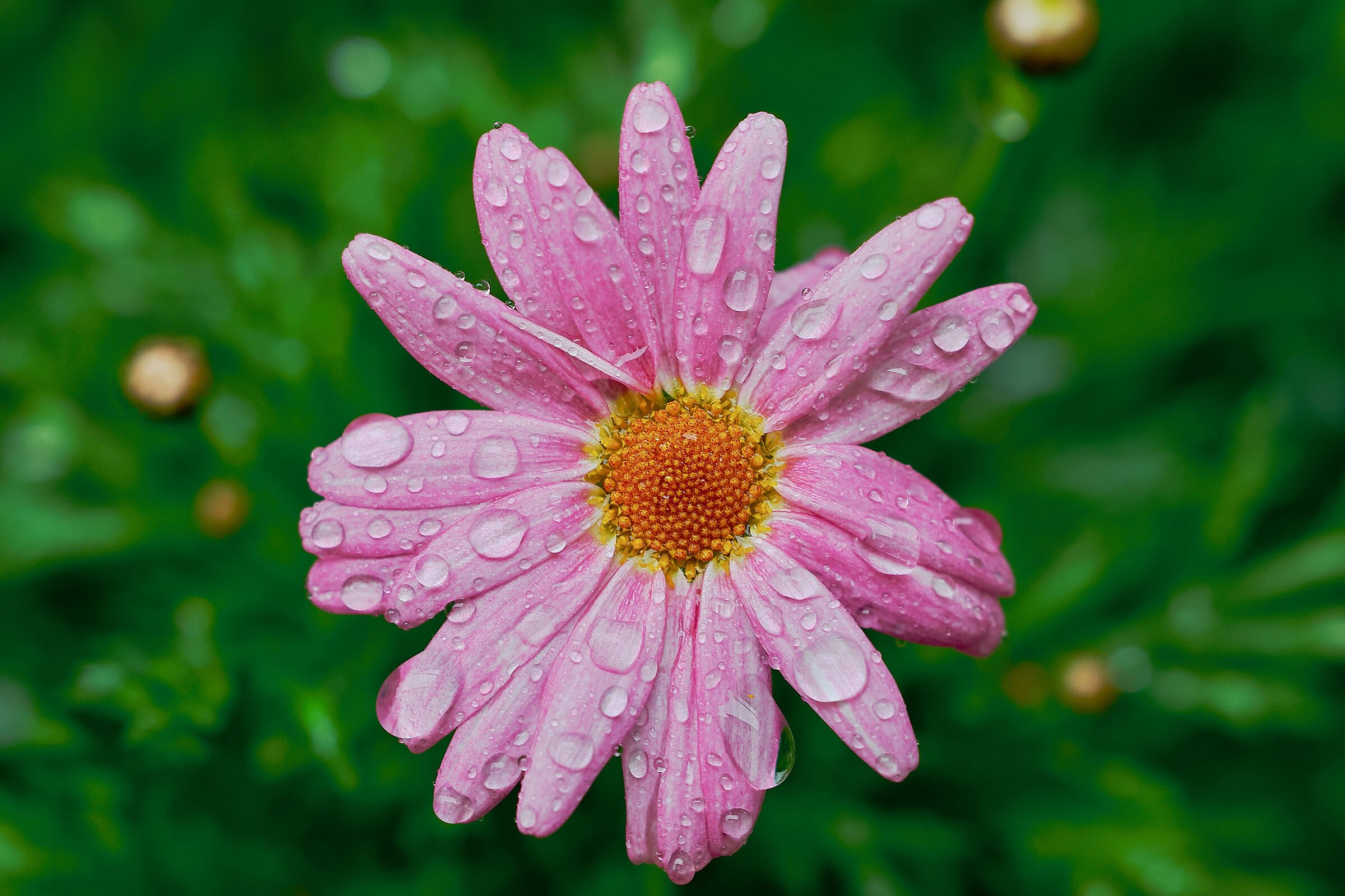 Bright pink African daisy
