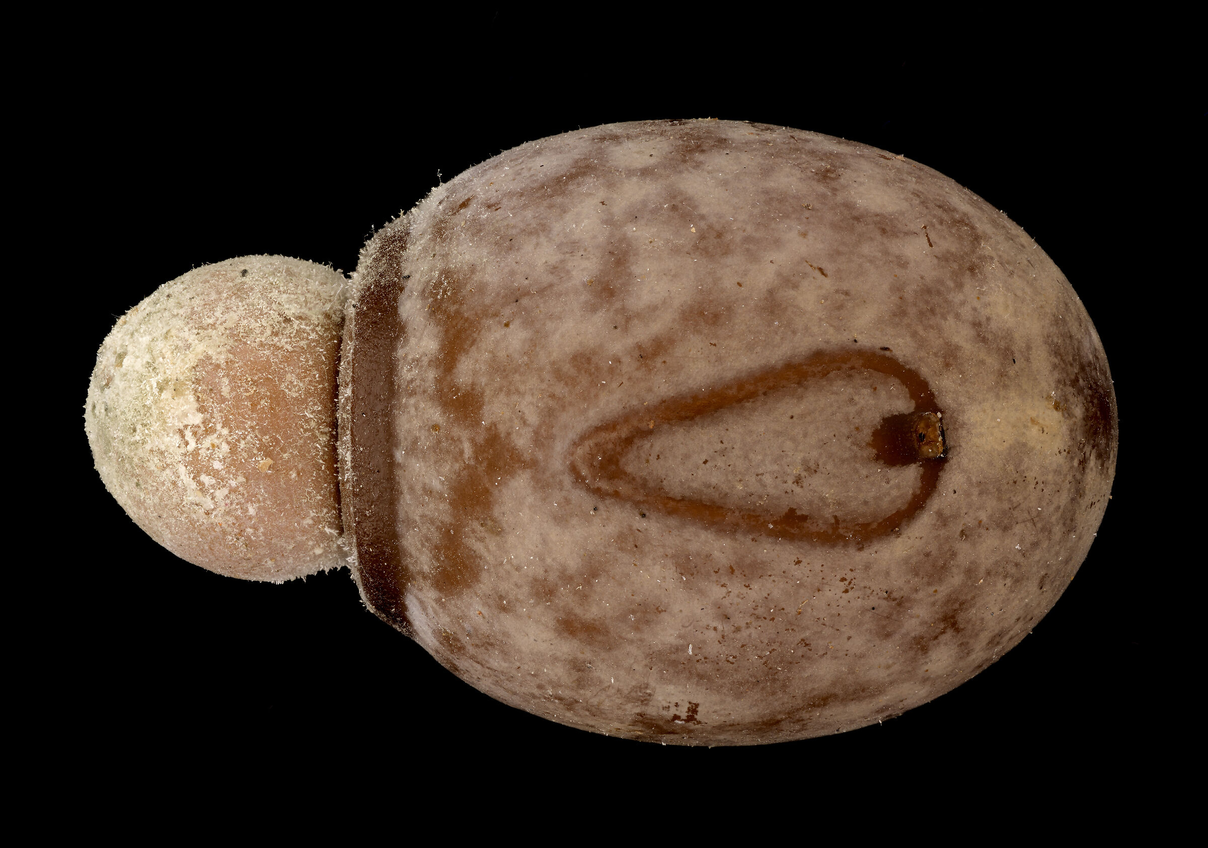 Eurycnema versirubra