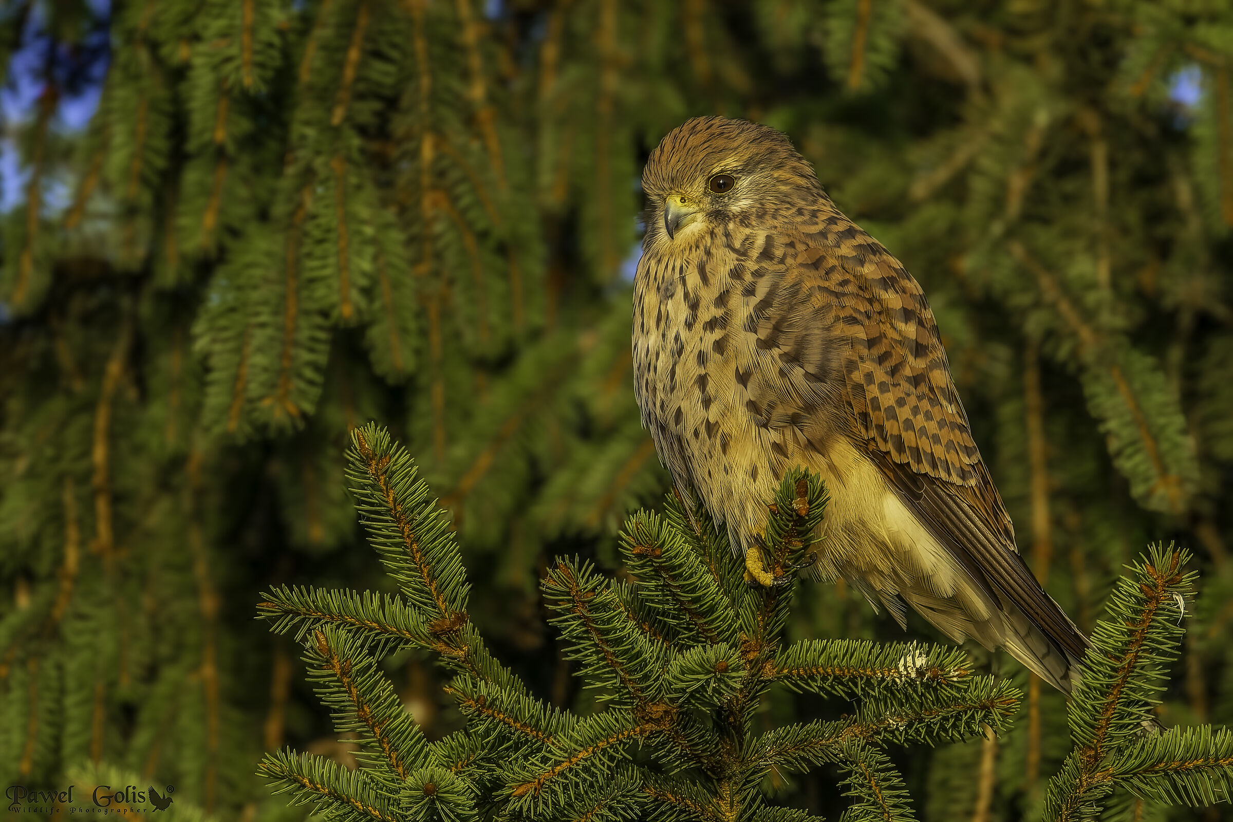 Gheppio comune (Falco tinnunculus)