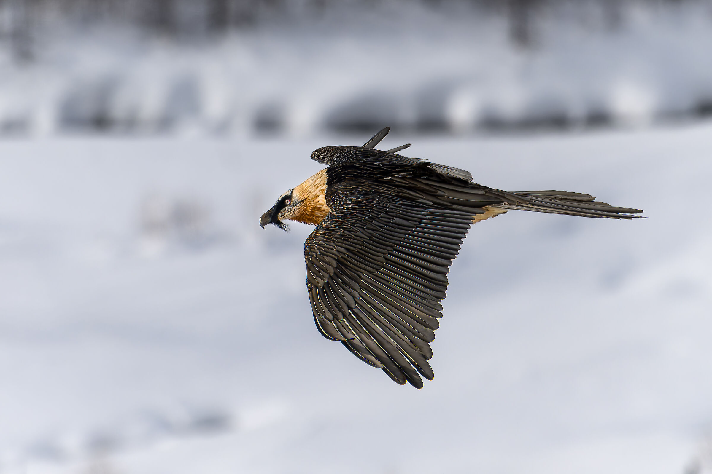 Gypaetus Barbatus - Parco Nazionale Gran Paradiso