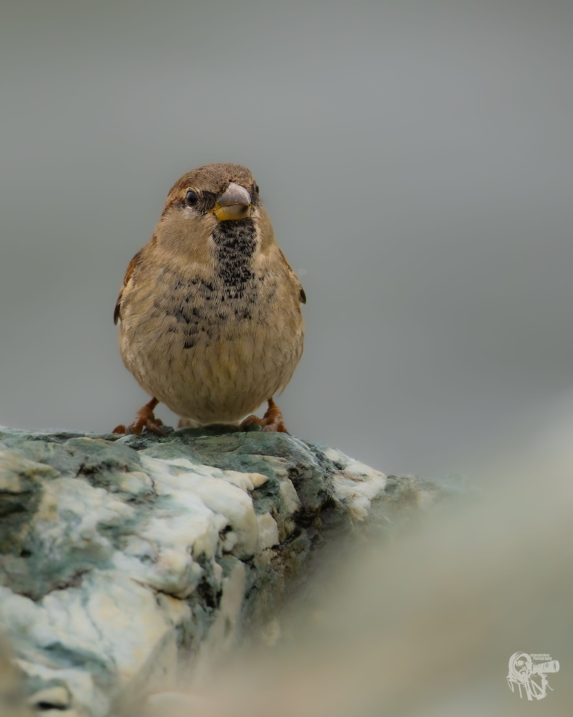 Italian Sparrow