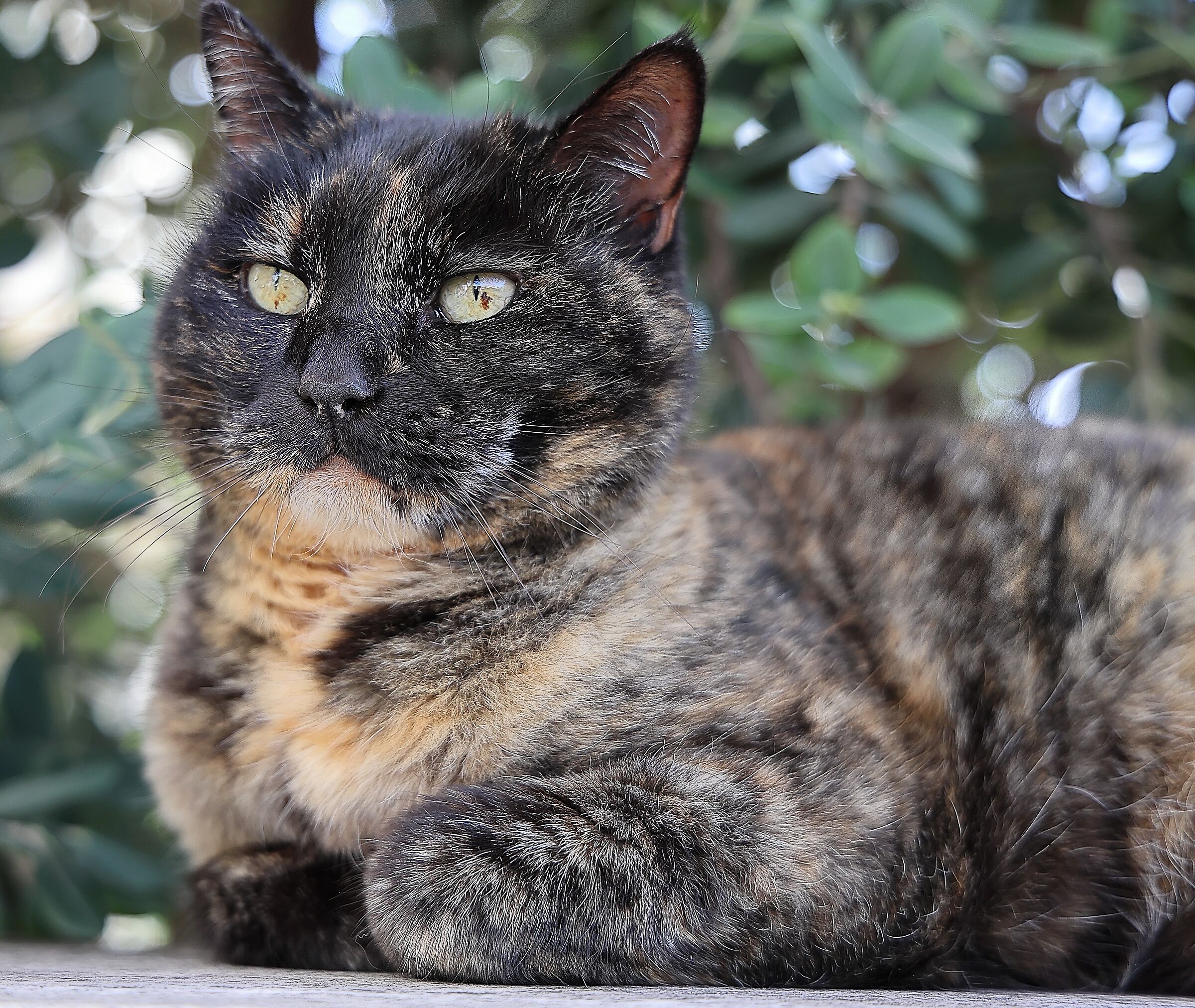 Stella the old lady ....