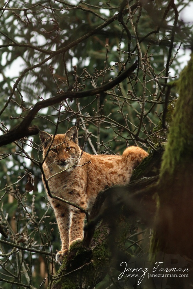 Lynx (Lynx lynx)