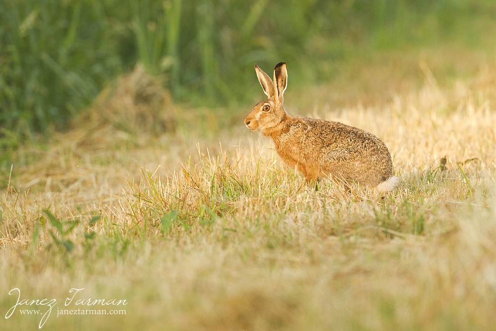 European hare (Lepus europaeus)