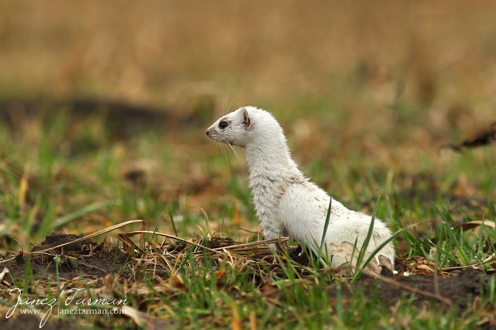 Least weasel (Mustela nivalis)