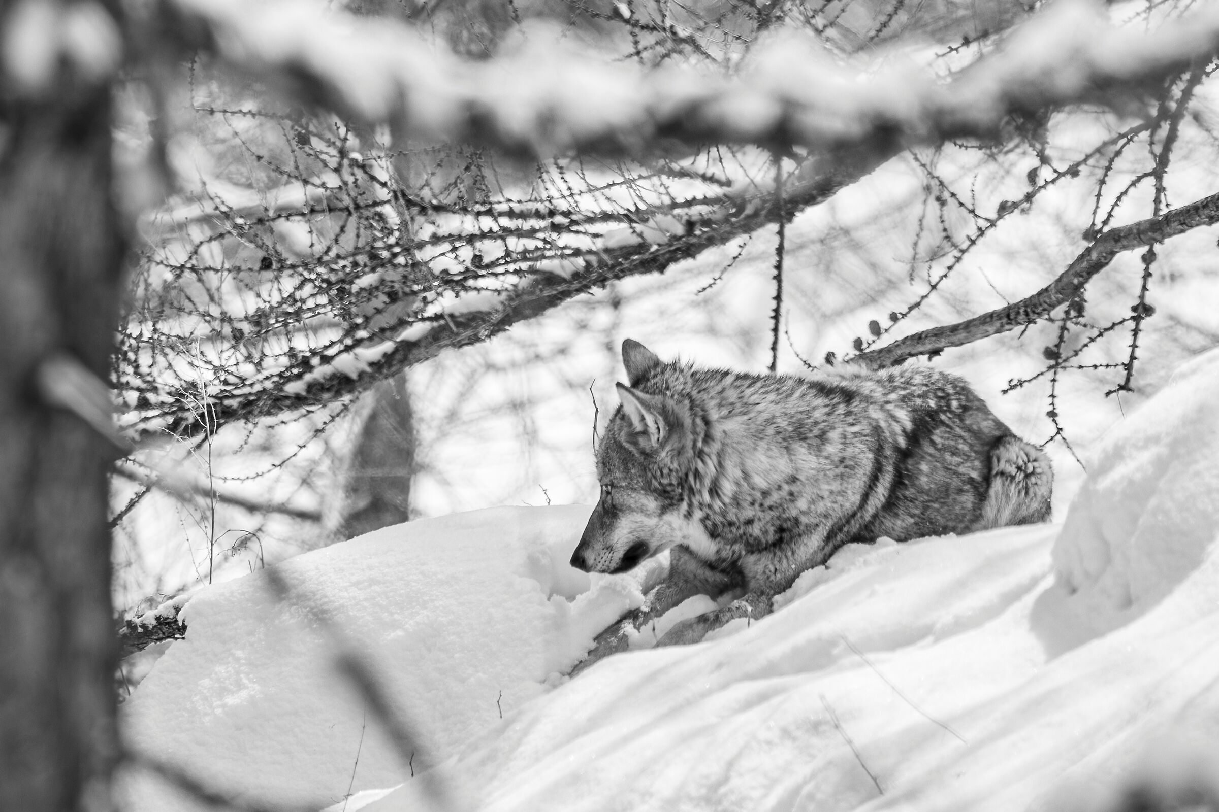 Gray Wolf in Black and White