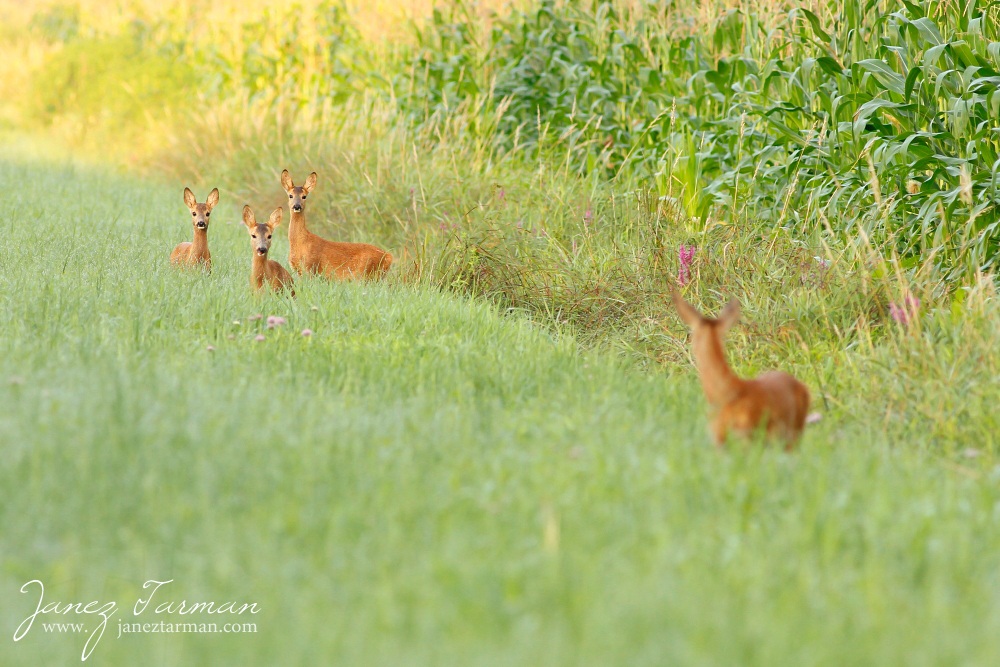 Roe deer  (Capreolus capreolus)