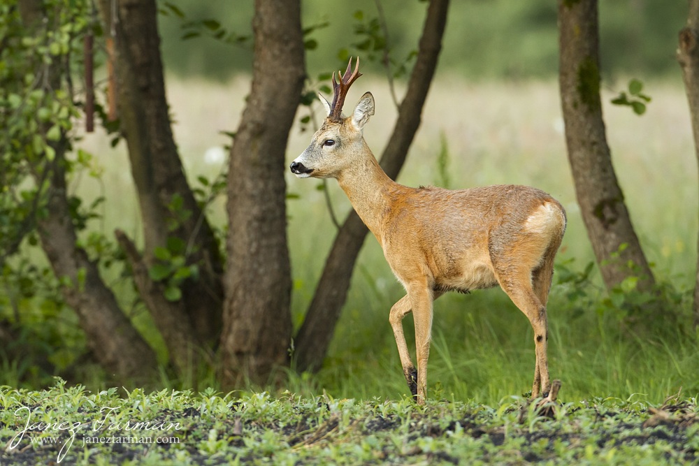 Roe deer  (Capreolus capreolus)