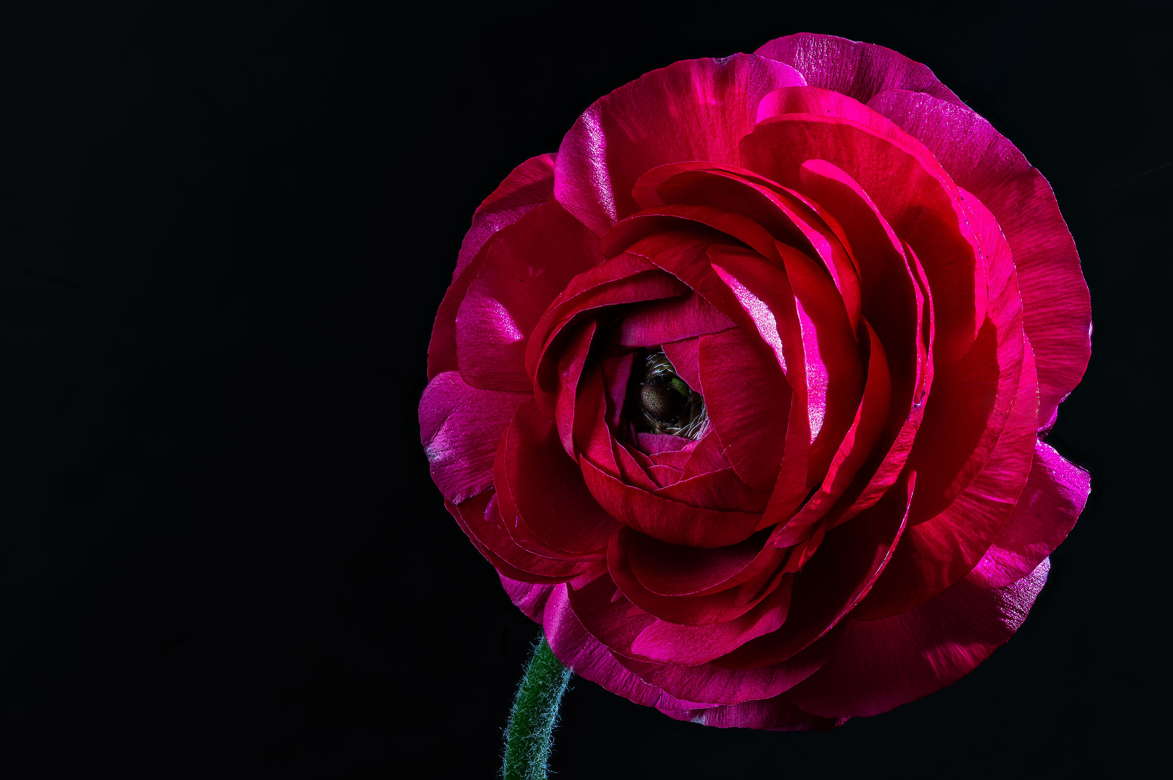 Ranunculus asiaticus