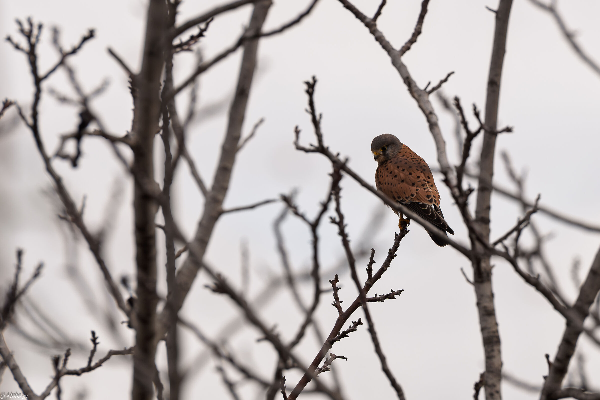 Kestrel