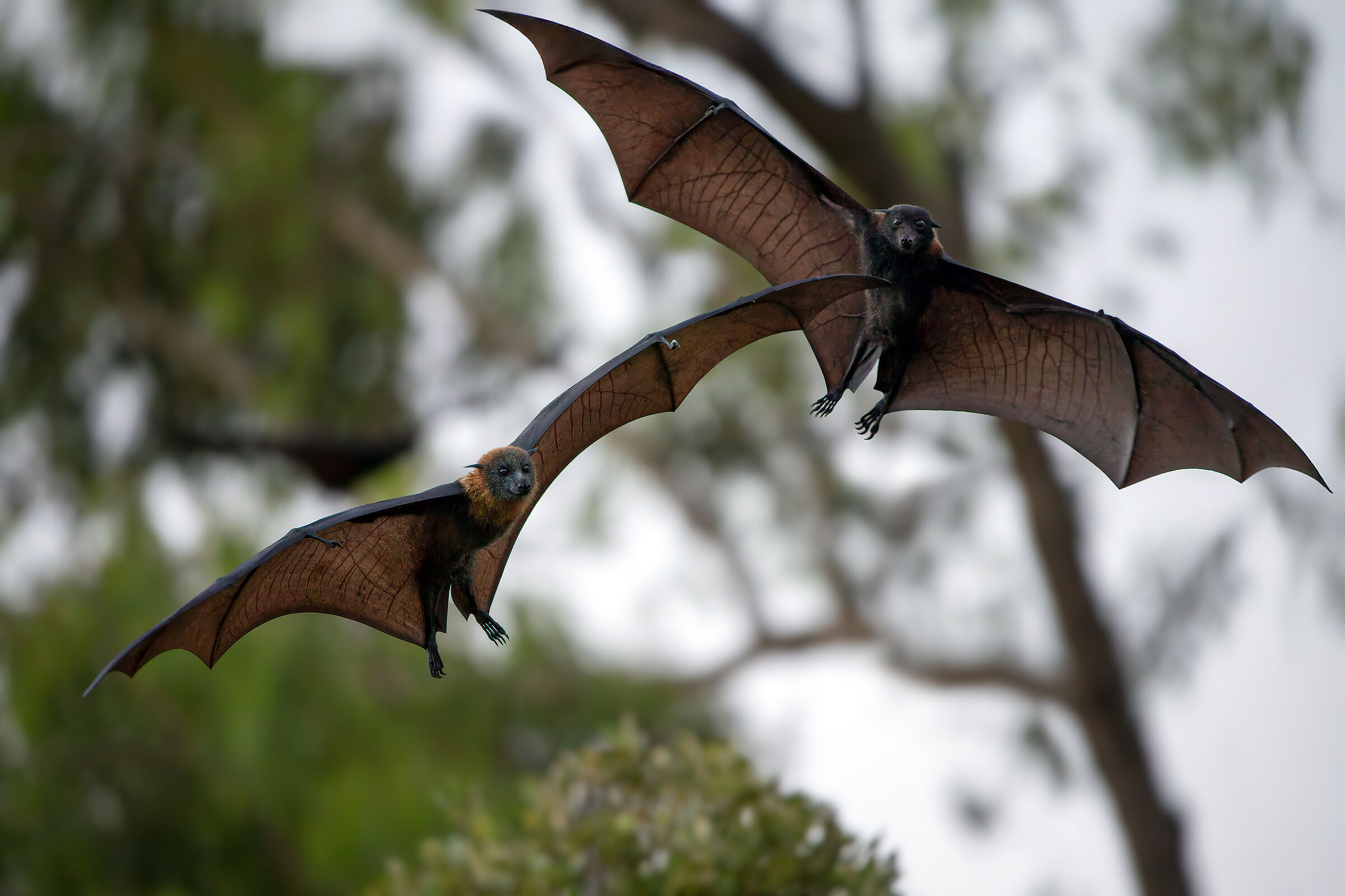 Volpe volante nera australiana