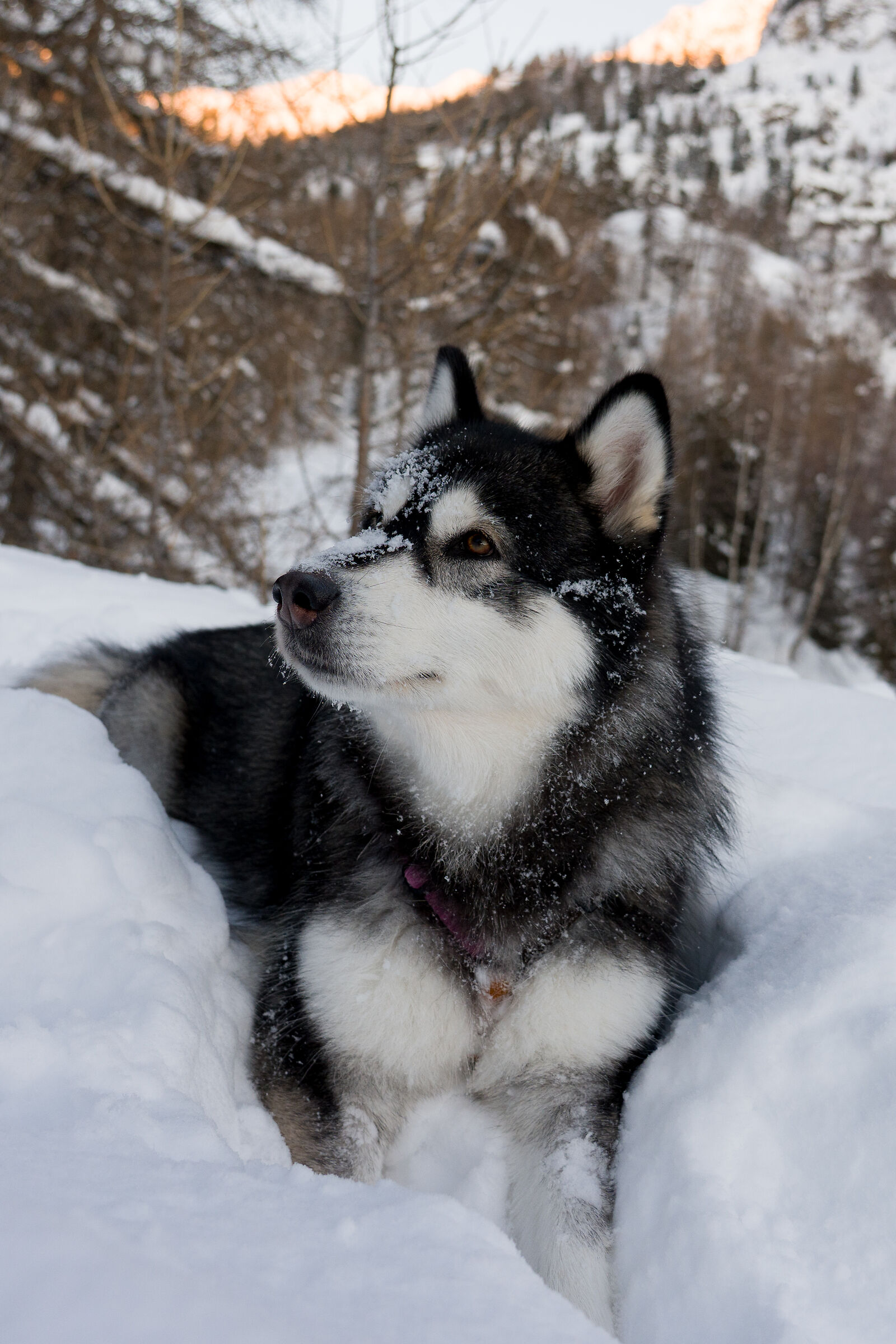 Alaskan Malamute Nina