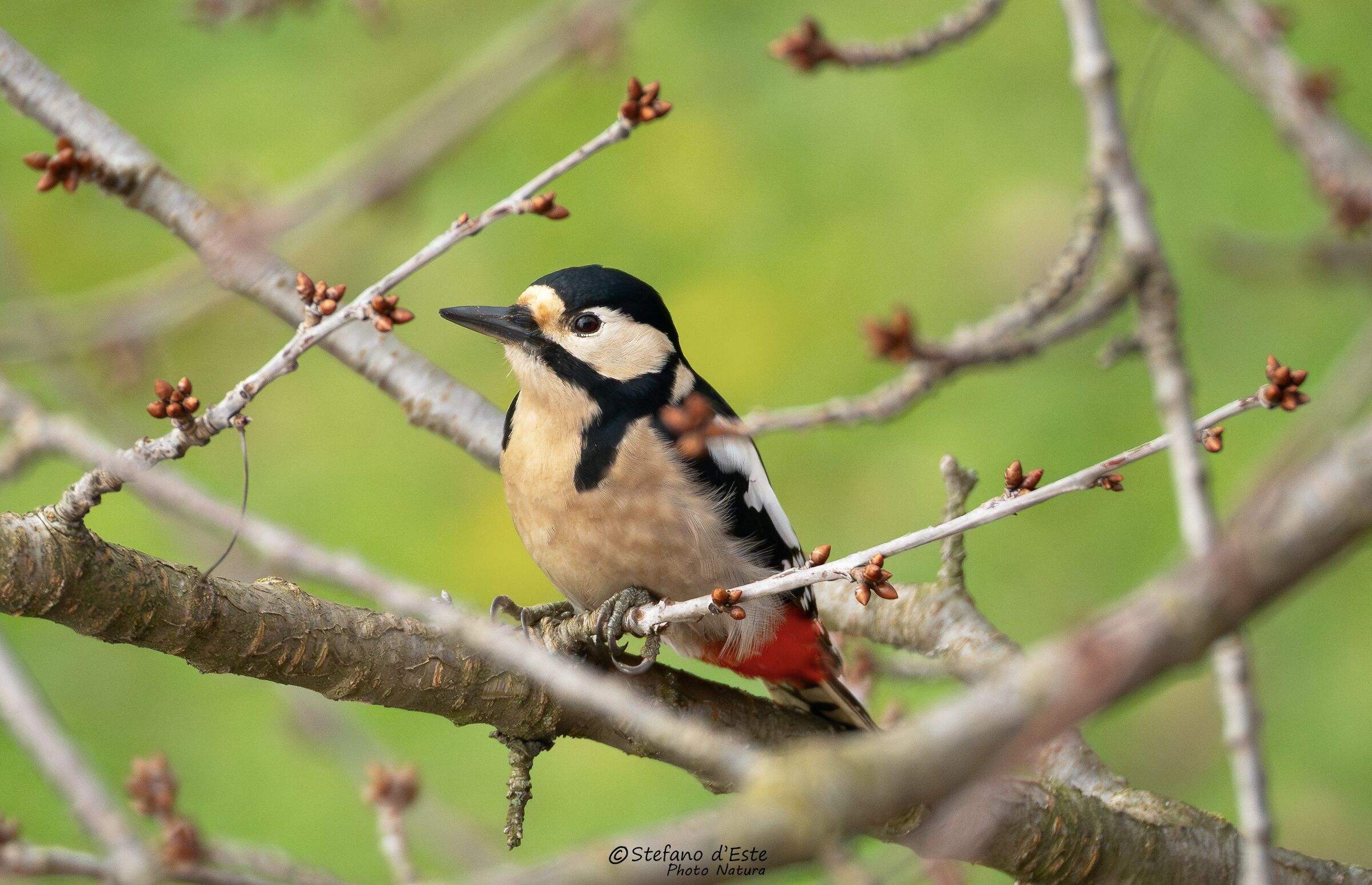 Spotted woodpecker