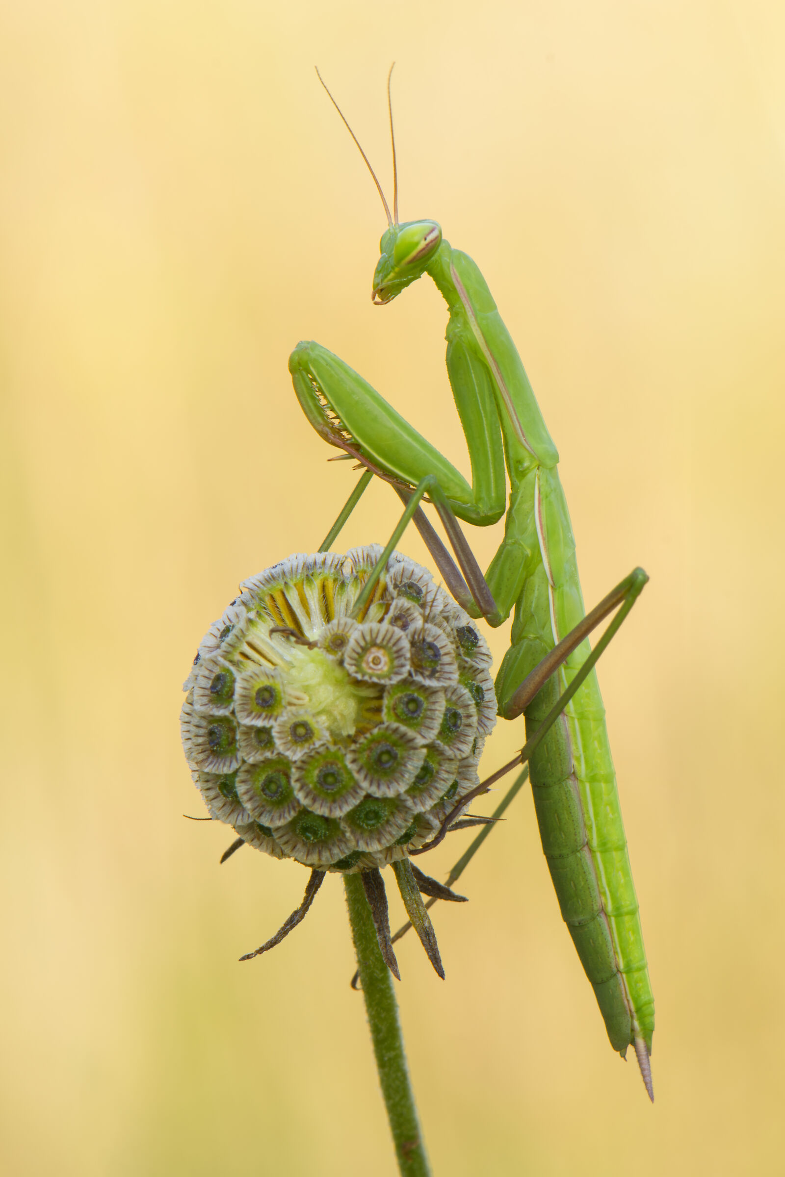 Mantis religiosa