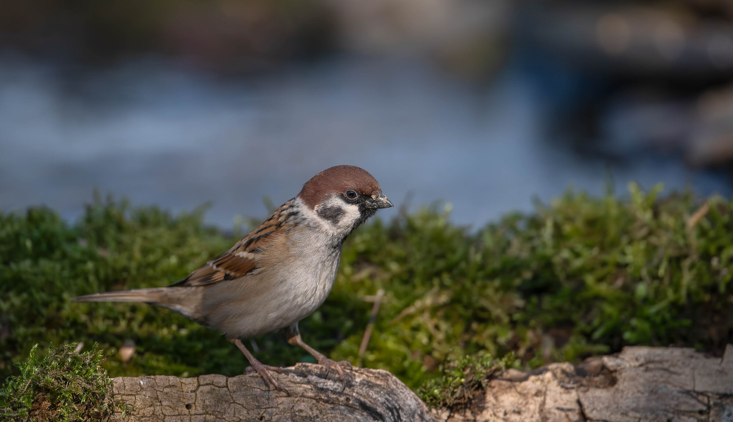 Sparrow Attugia