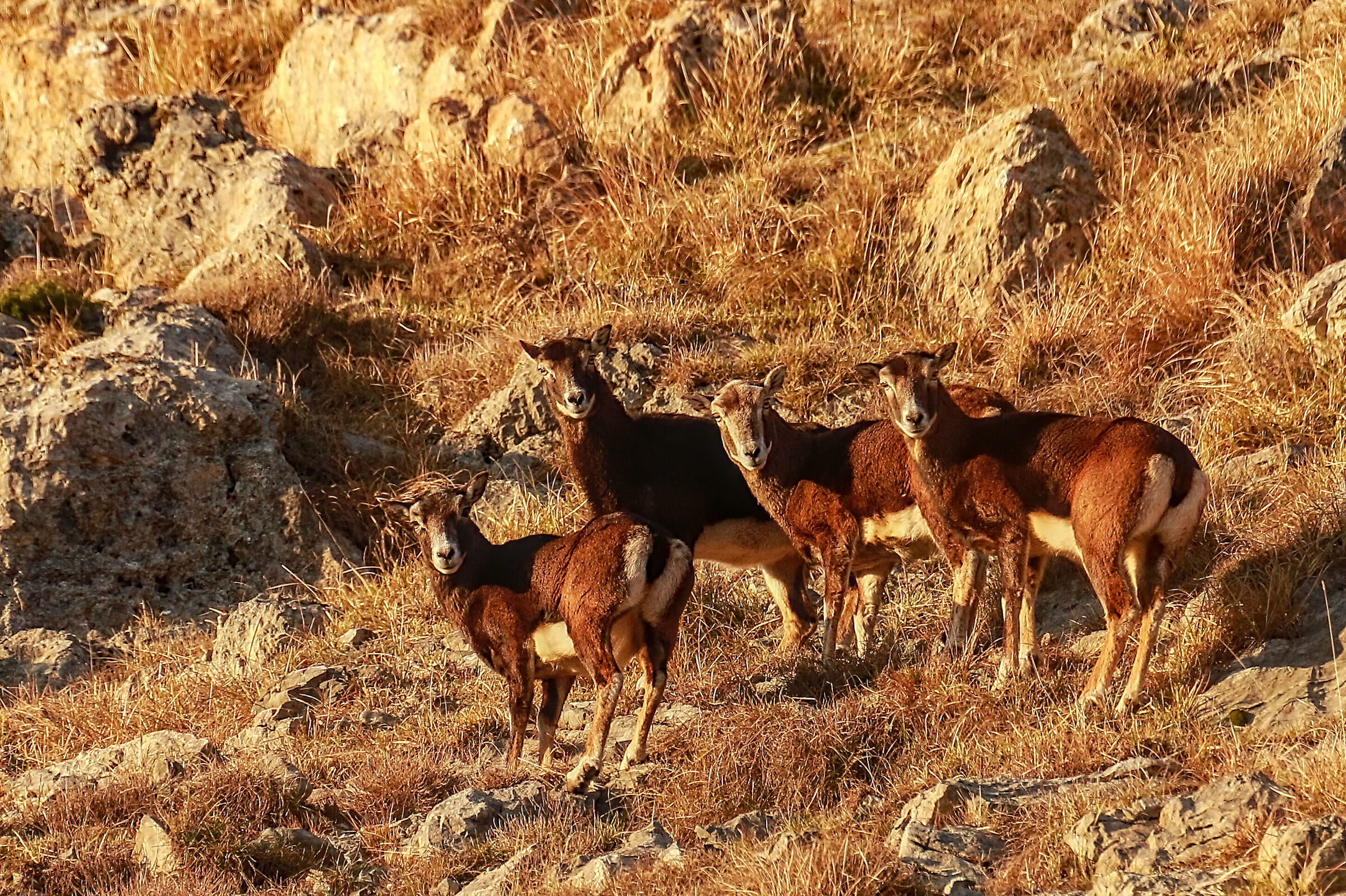 Mufloni all'alba sulle Alpi Apuane