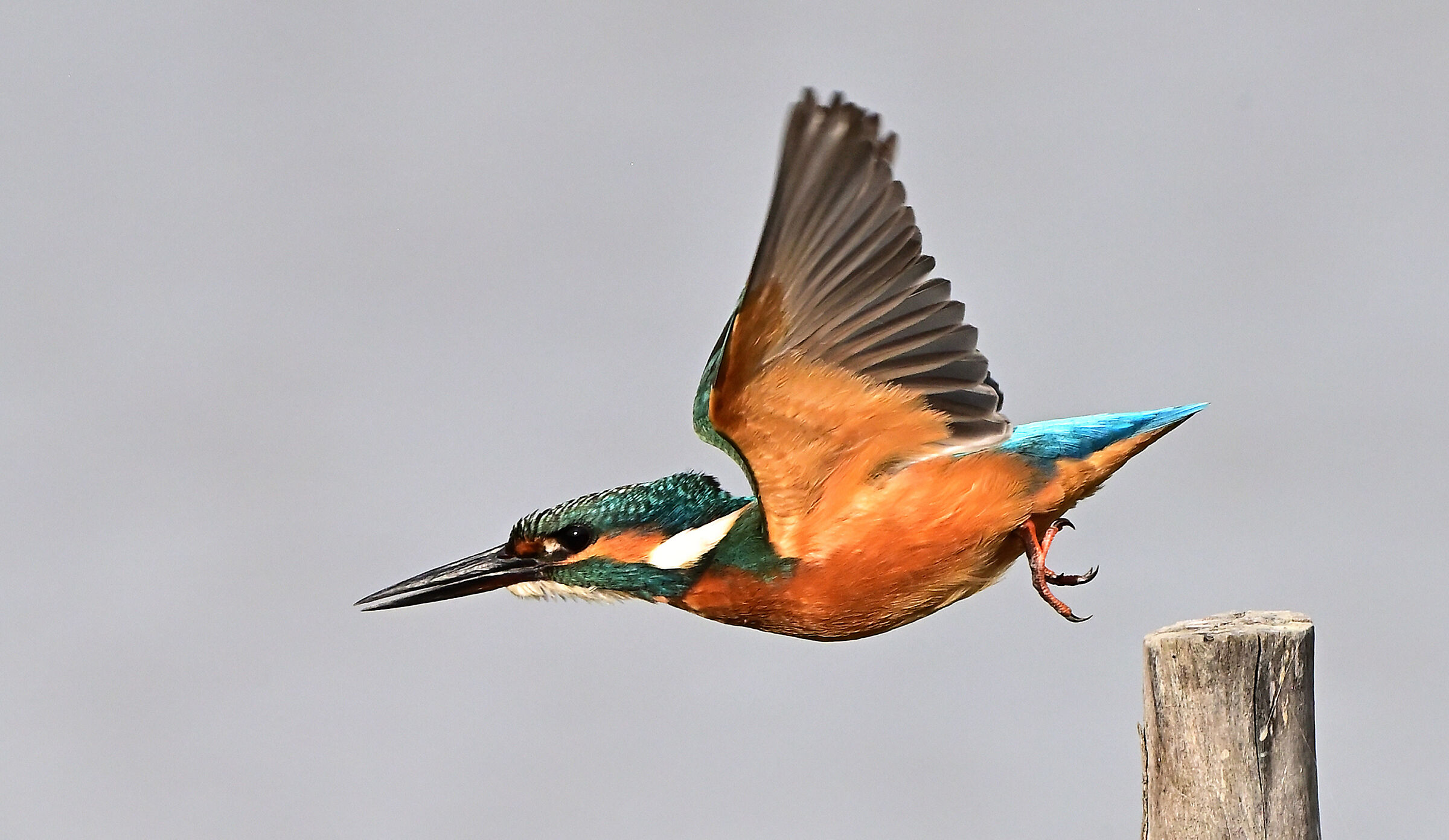 " lo stacco " Martin pescatore