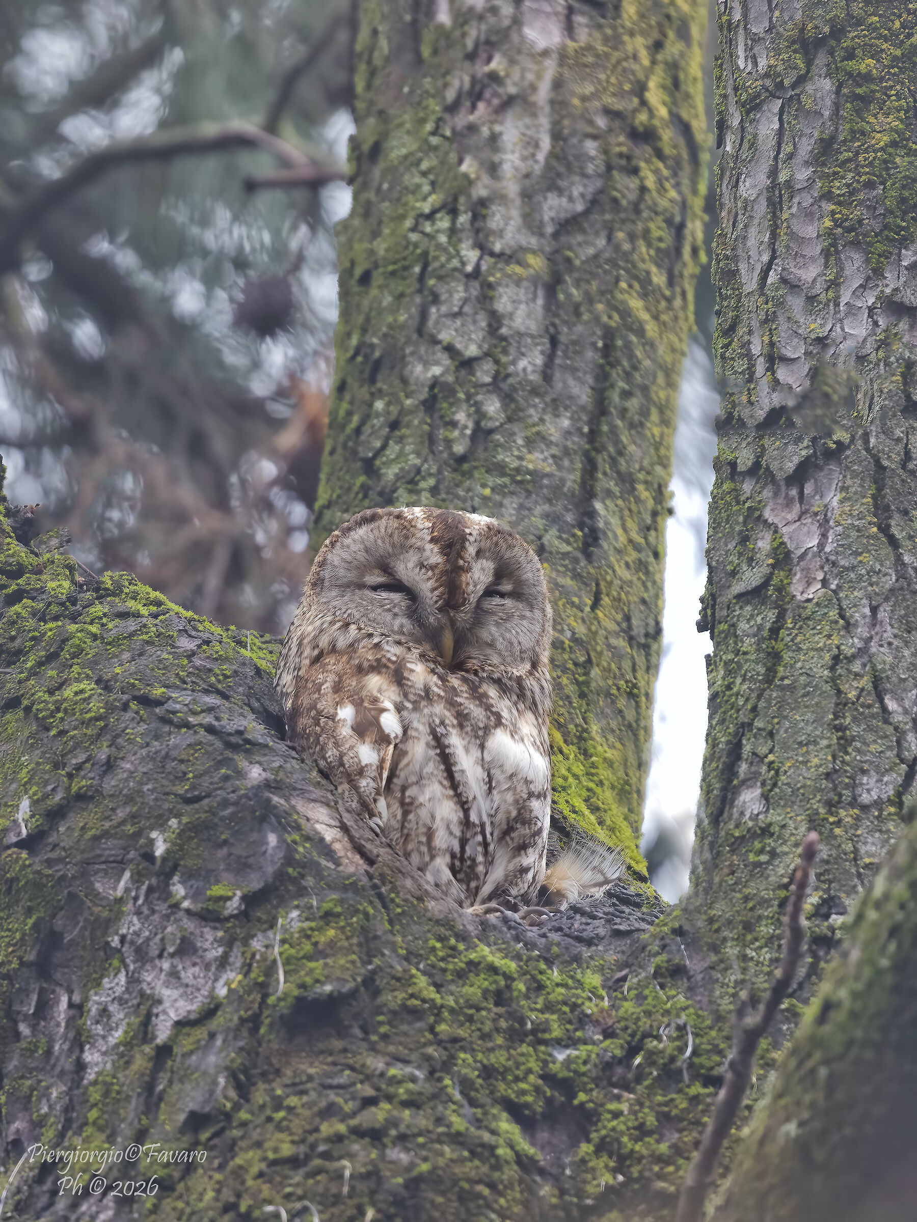 Scops Owl