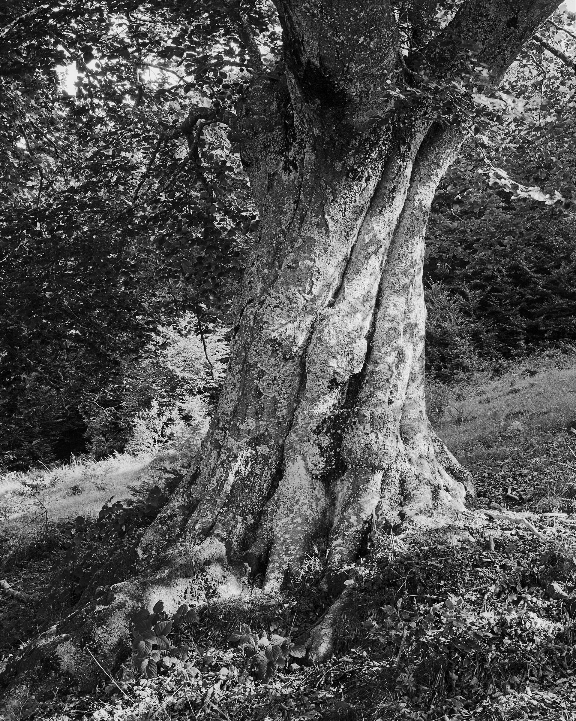 Centuries-old beech