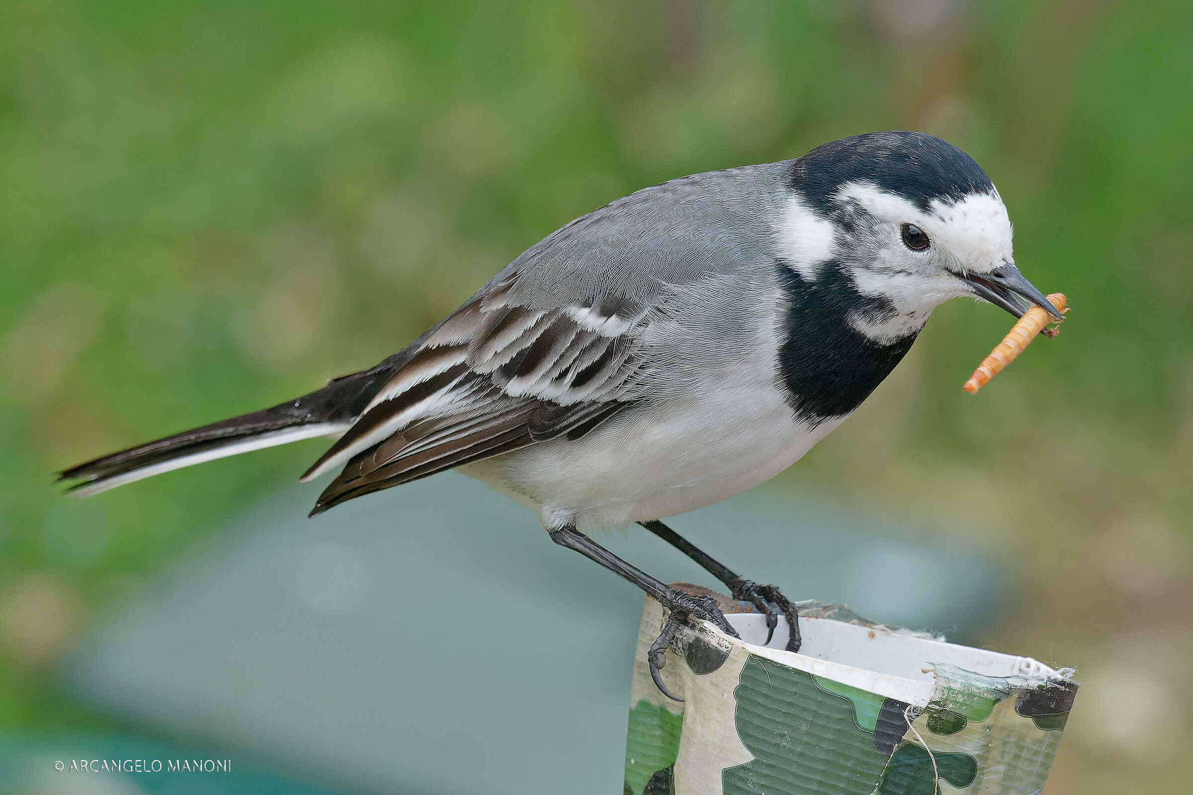 My ballerina with the bridge