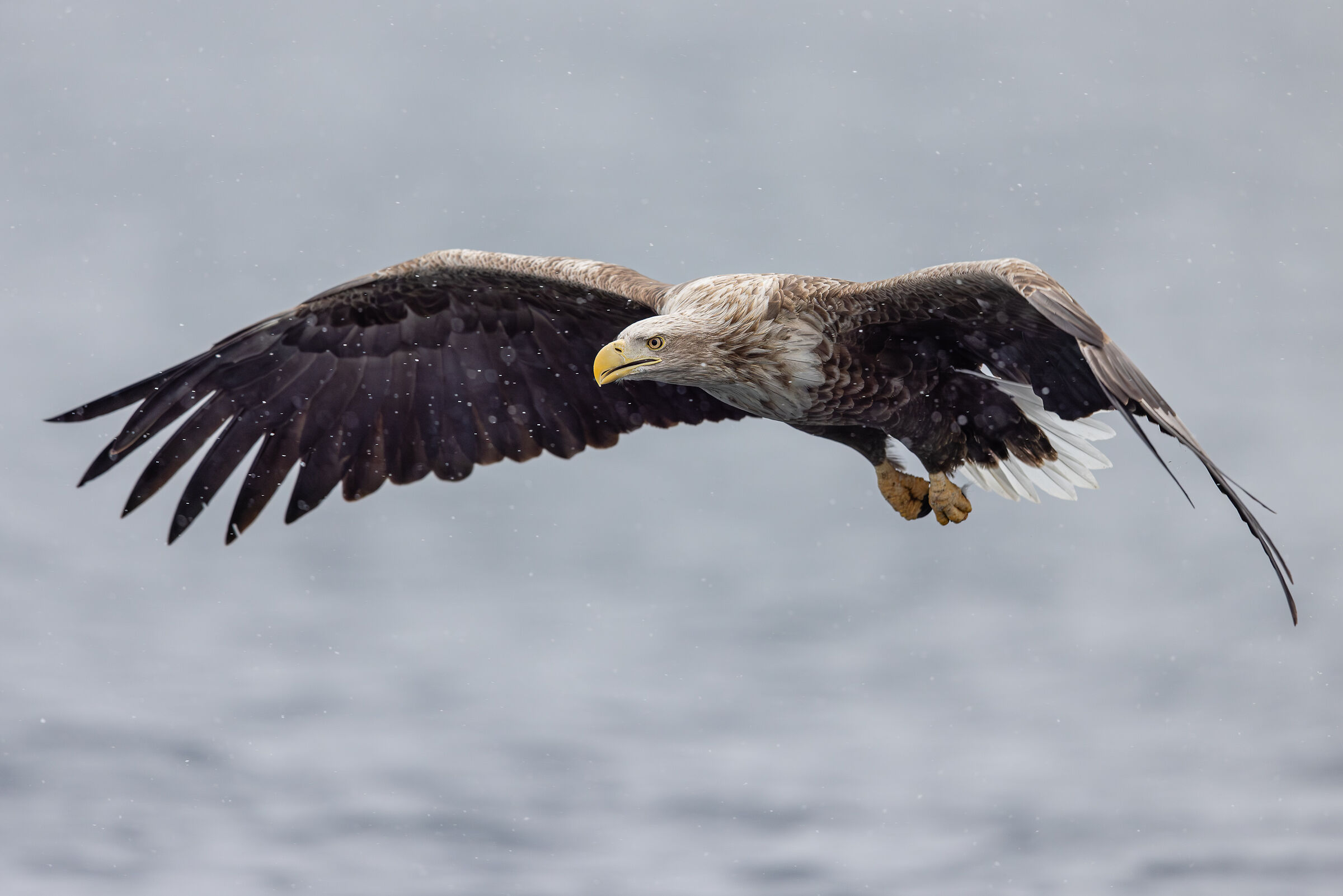 2025 Inverno, Giappone Selvaggio