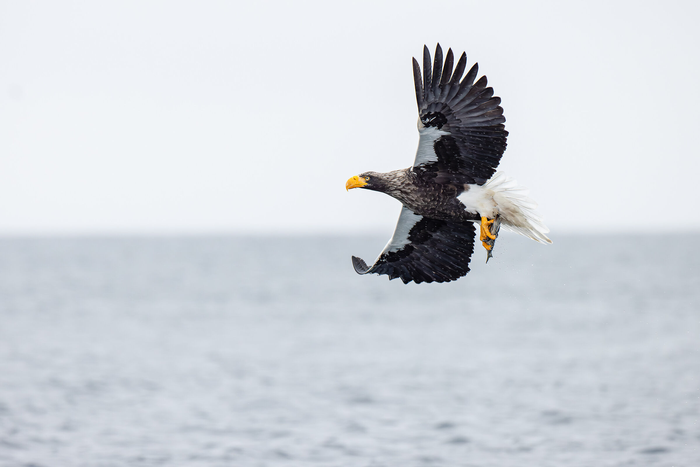 2025 Inverno, Giappone Selvaggio