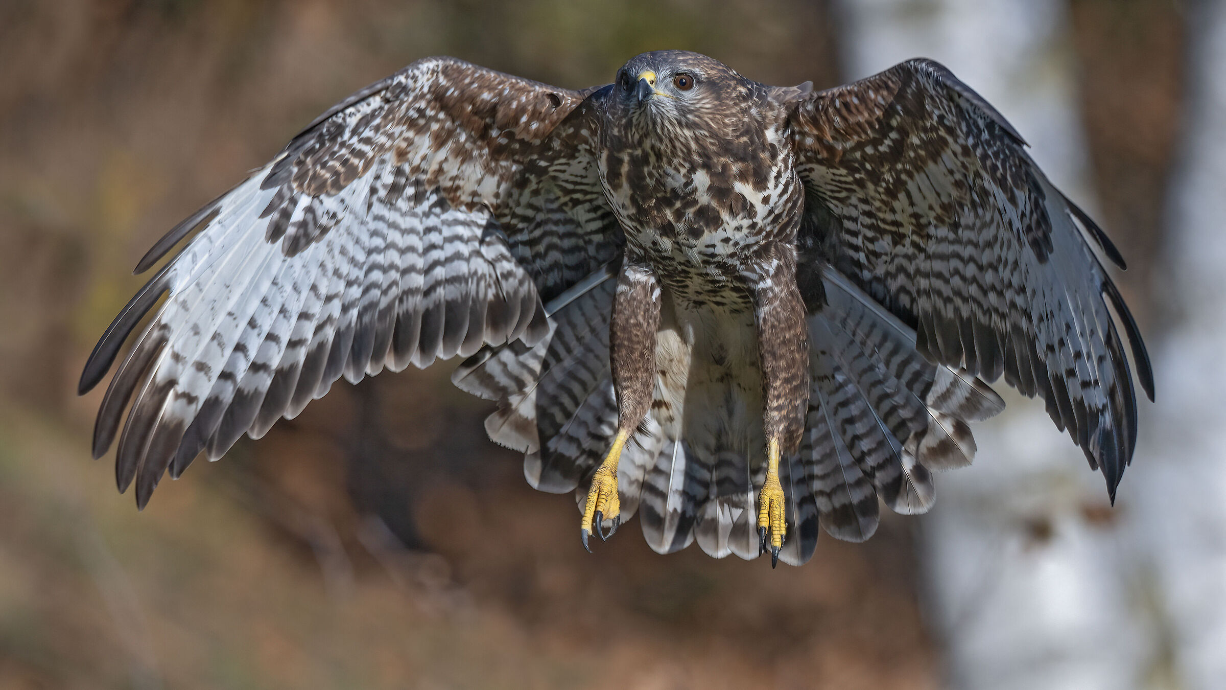 Buzzard