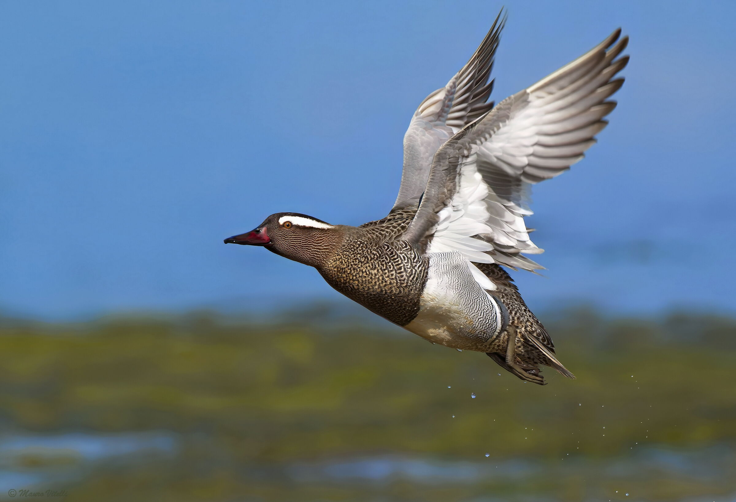 Garganey (Anas Querquedula)