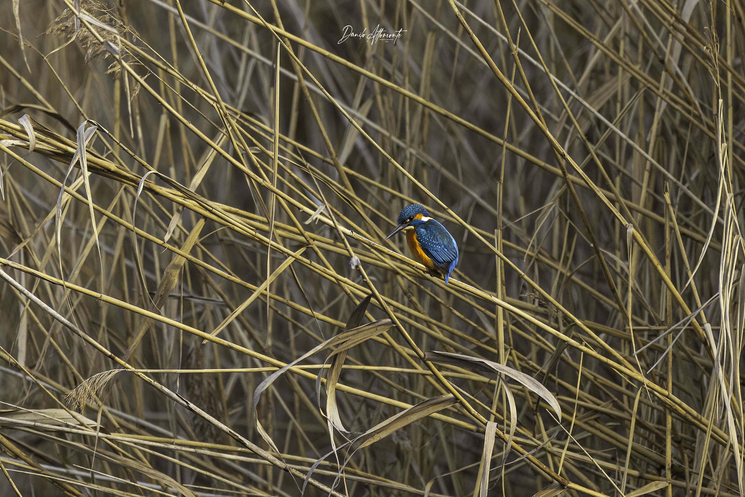 Kingfisher