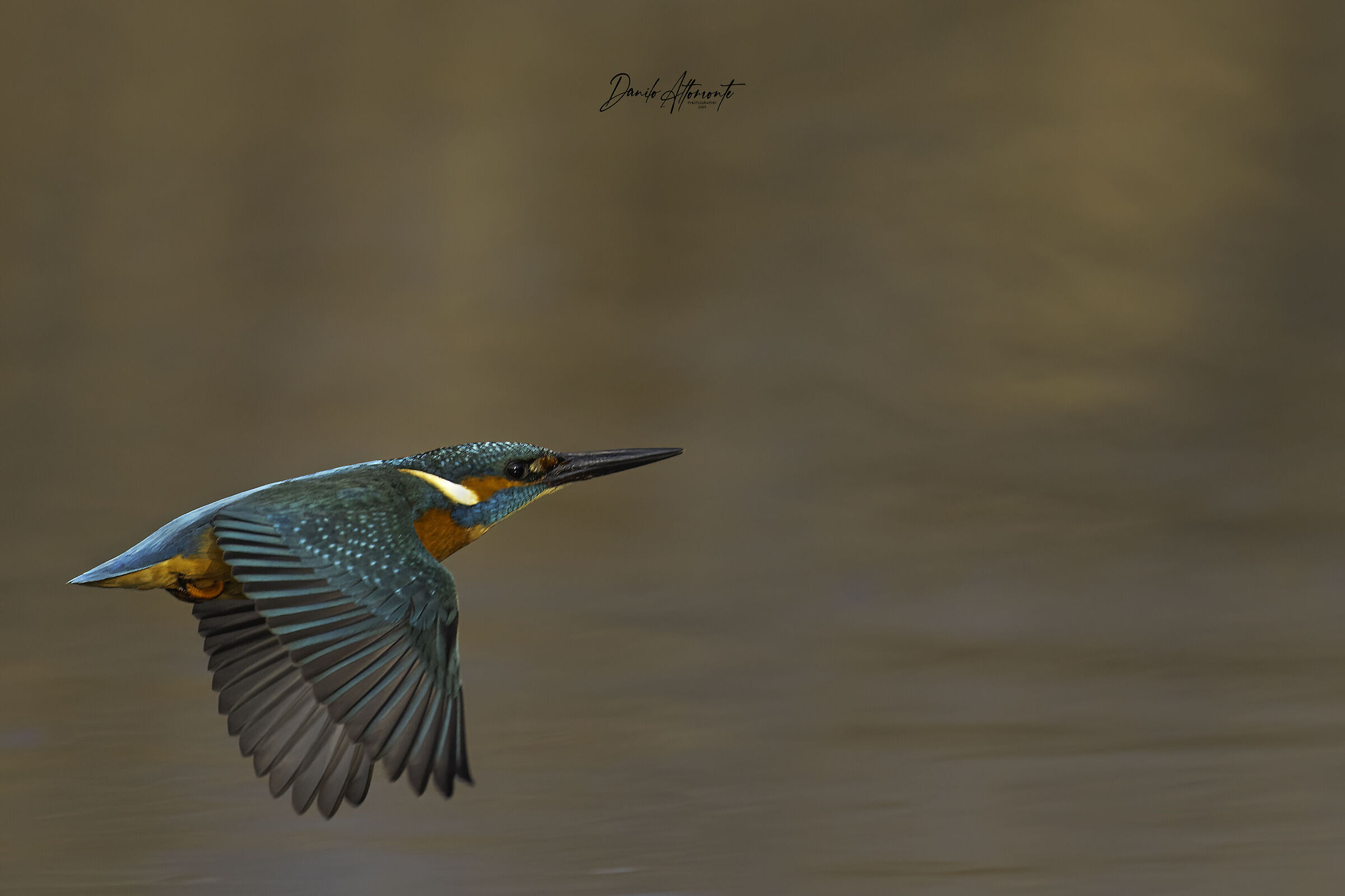 Kingfisher