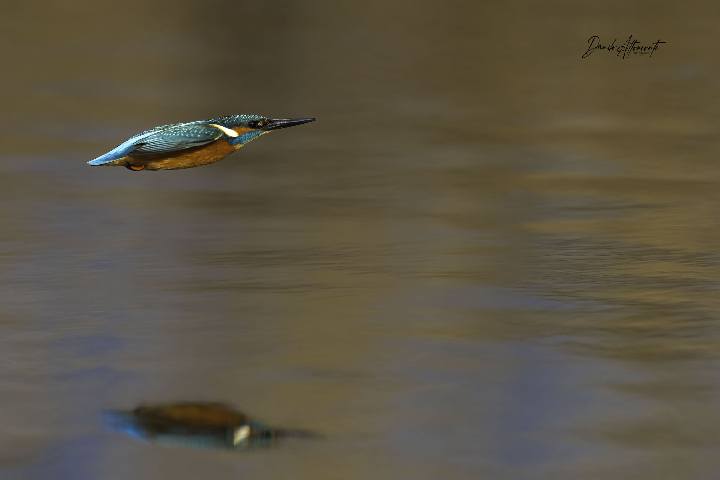 Kingfisher