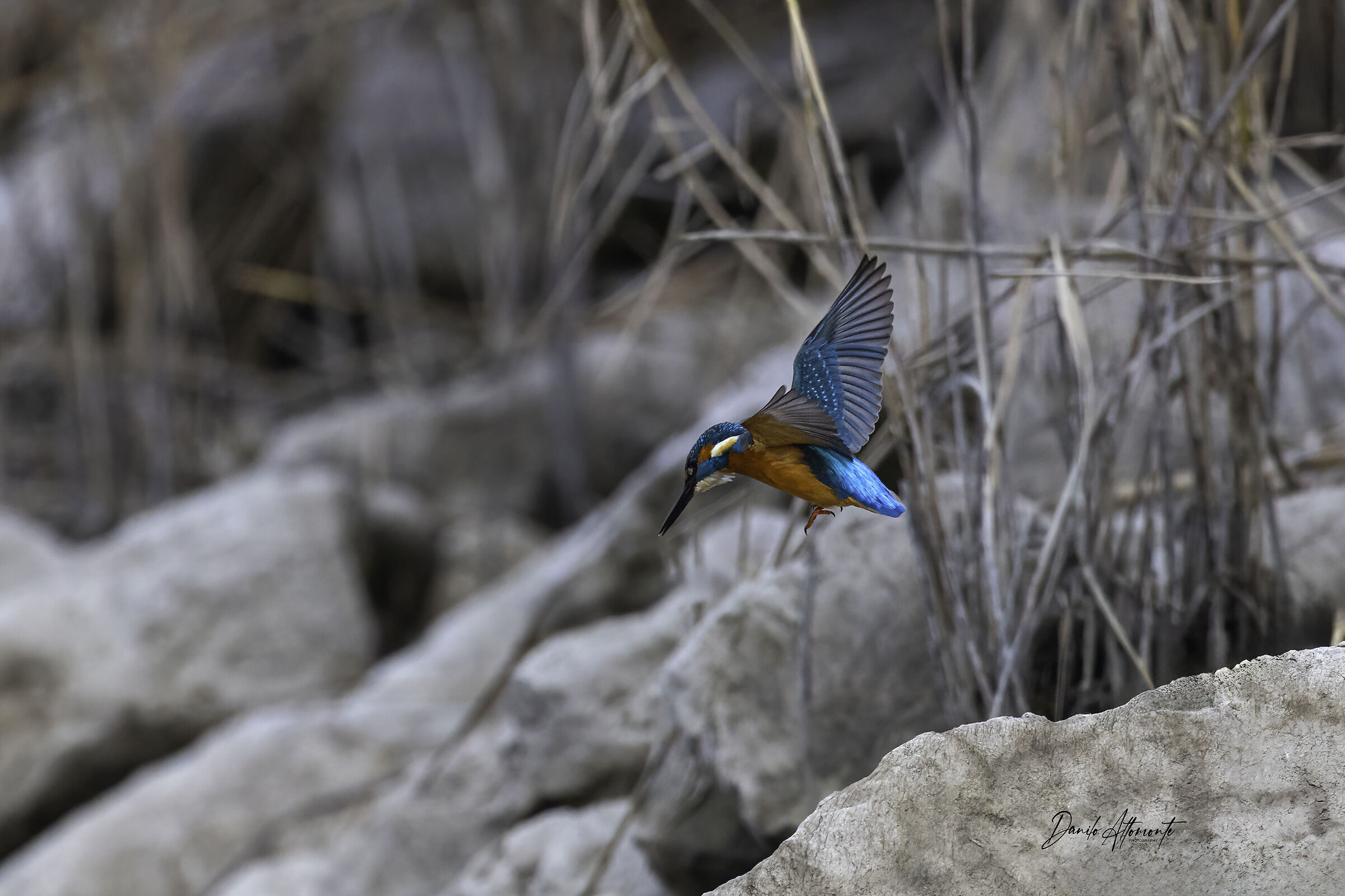 Kingfisher